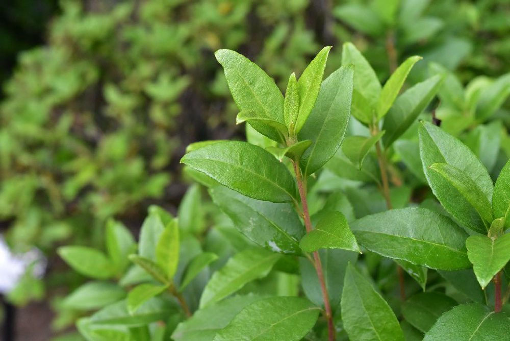 ゲンカイツツジ 玄海躑躅 庭木図鑑 植木ペディア ゲンカイツツジ 玄海躑躅 庭木図鑑 植木ペディア