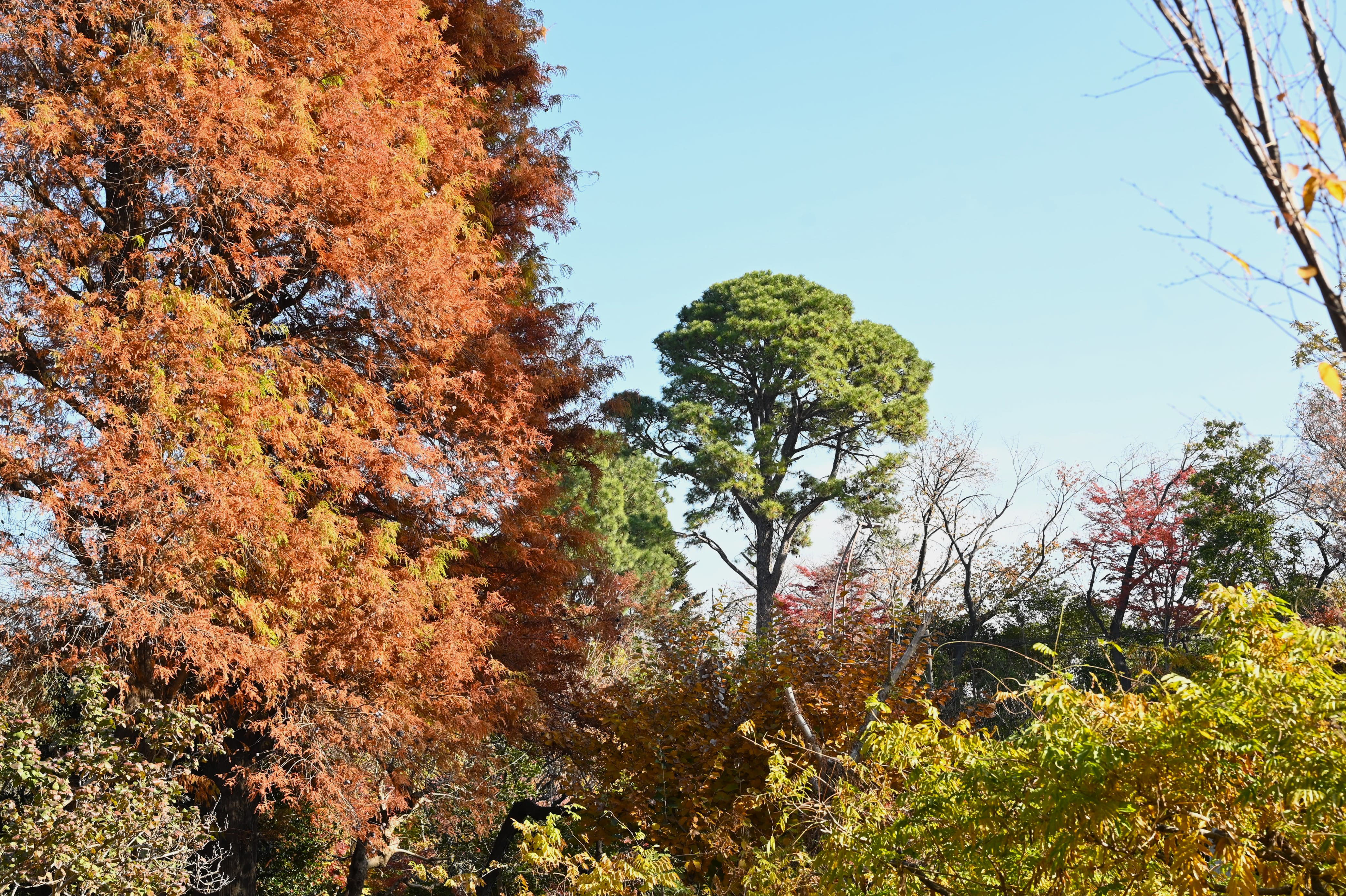 ダイオウショウ(大王松) - 庭木図鑑 植木ペディア ダイオウショウ(大王松) - 庭木図鑑 植木ペディア