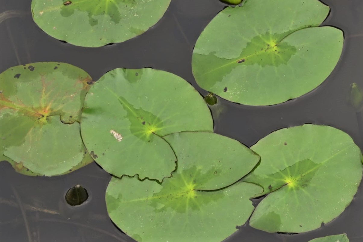 ヒツジグサ ひつじぐさ 未草 庭木図鑑 植木ペディア