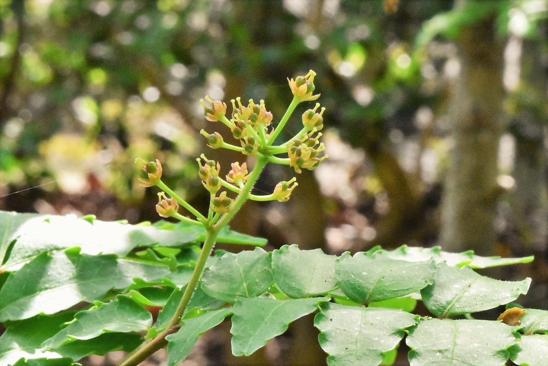 サンショウ 山椒 庭木図鑑 植木ペディア