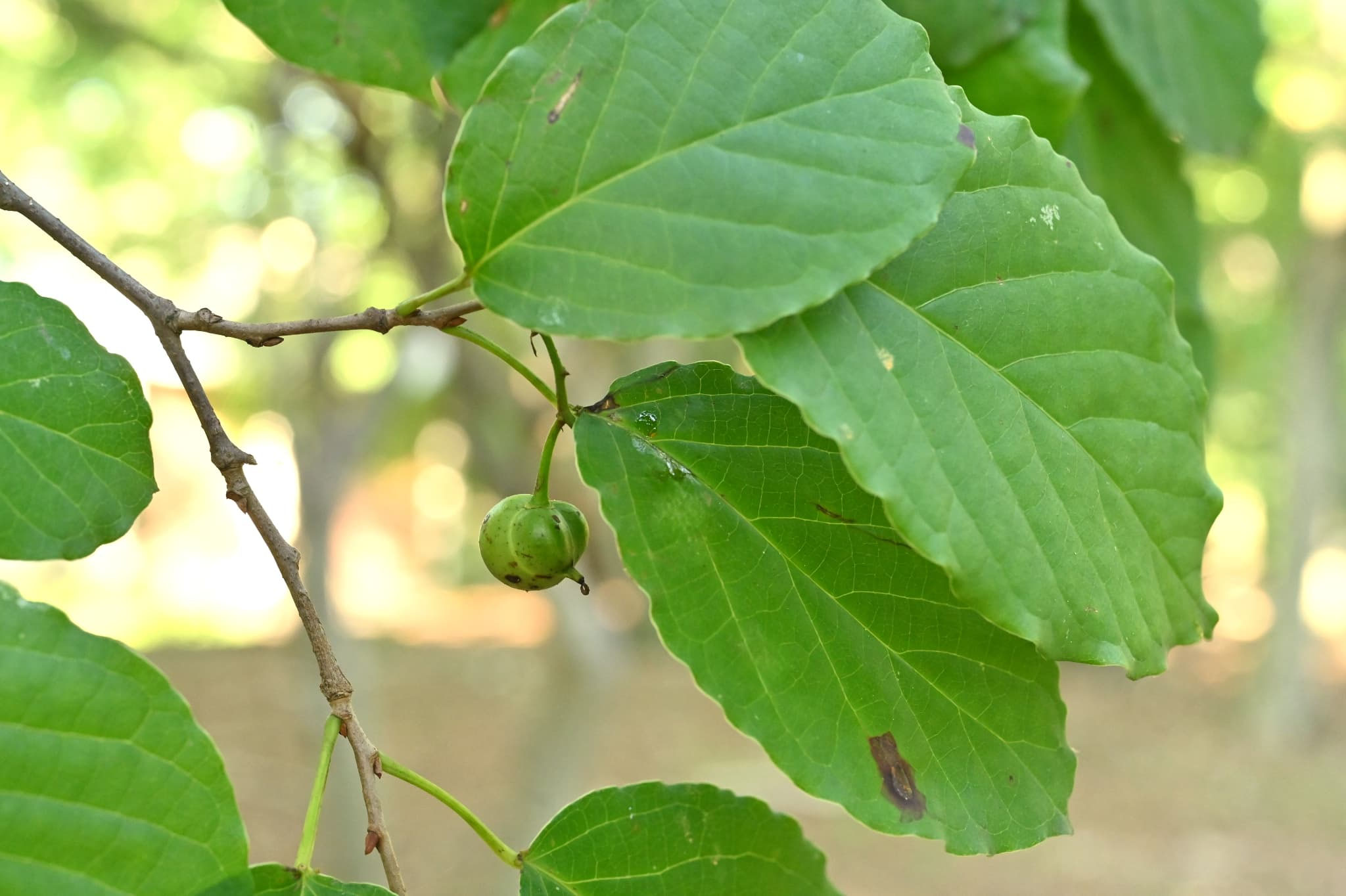 シラキ/白木【現品発送】管理70850 楽天市場】◎現品発送◎【落葉樹:シラキ(白木) 単木 根巻 1.5m】 落葉