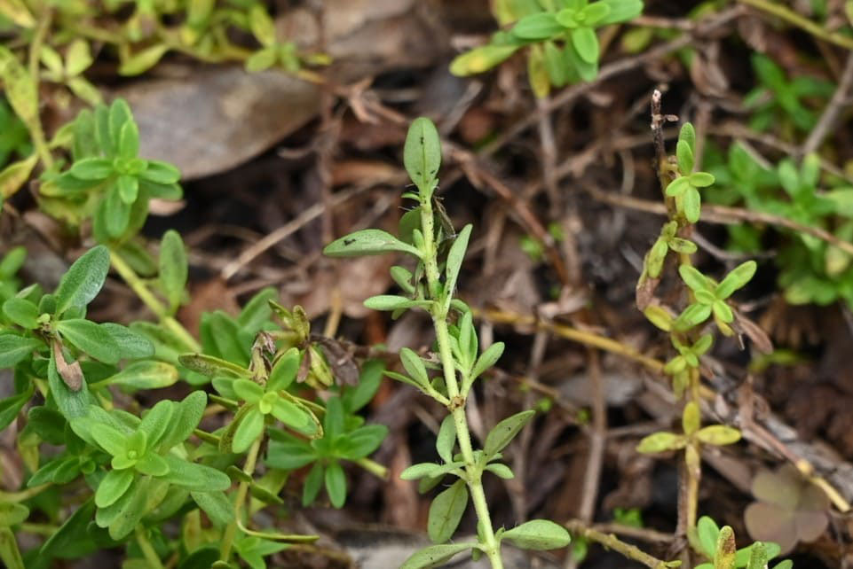イブキジャコウソウ 伊吹麝香草 庭木図鑑 植木ペディア