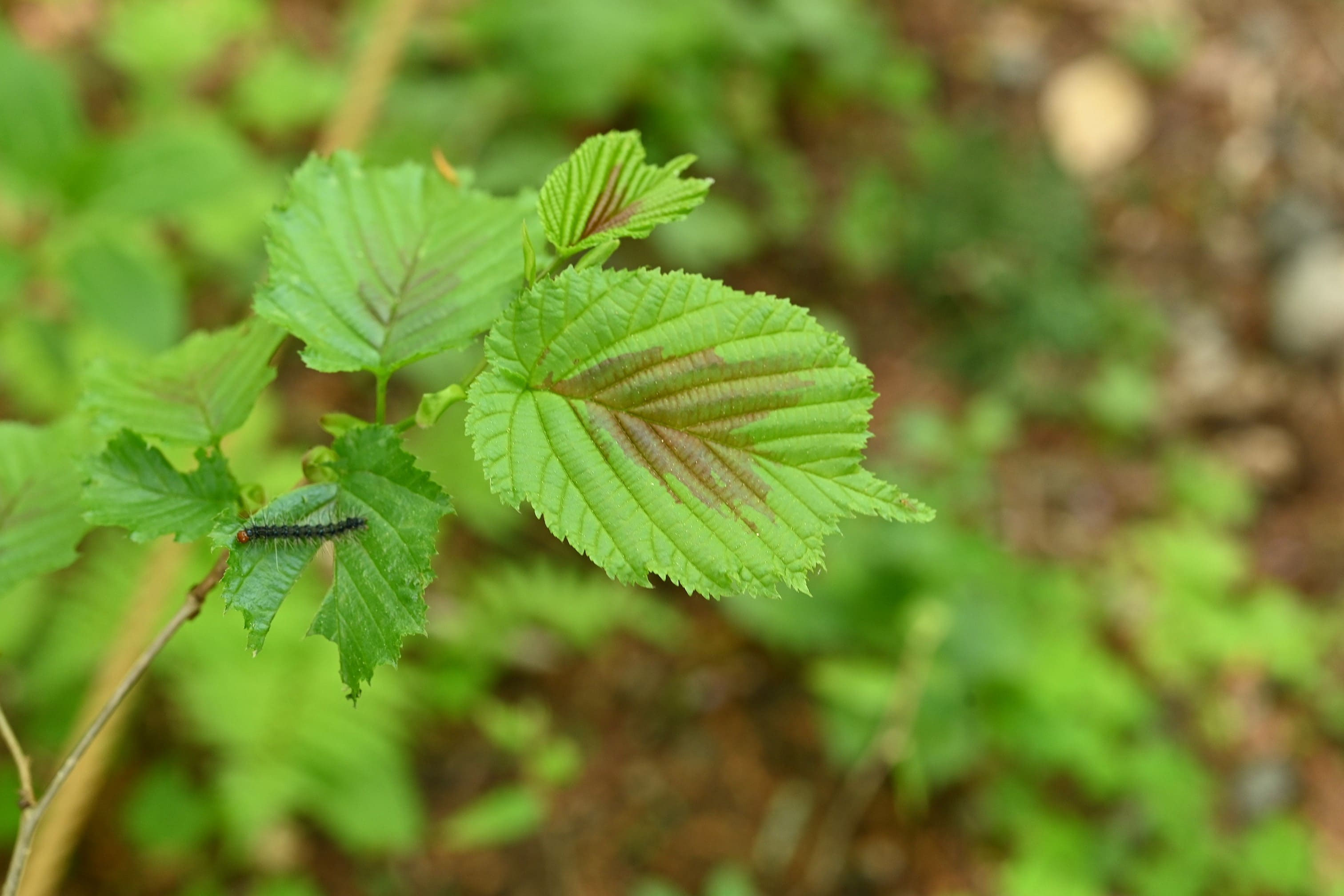ハシバミ／はしばみ／榛 - 庭木図鑑 植木ペディア