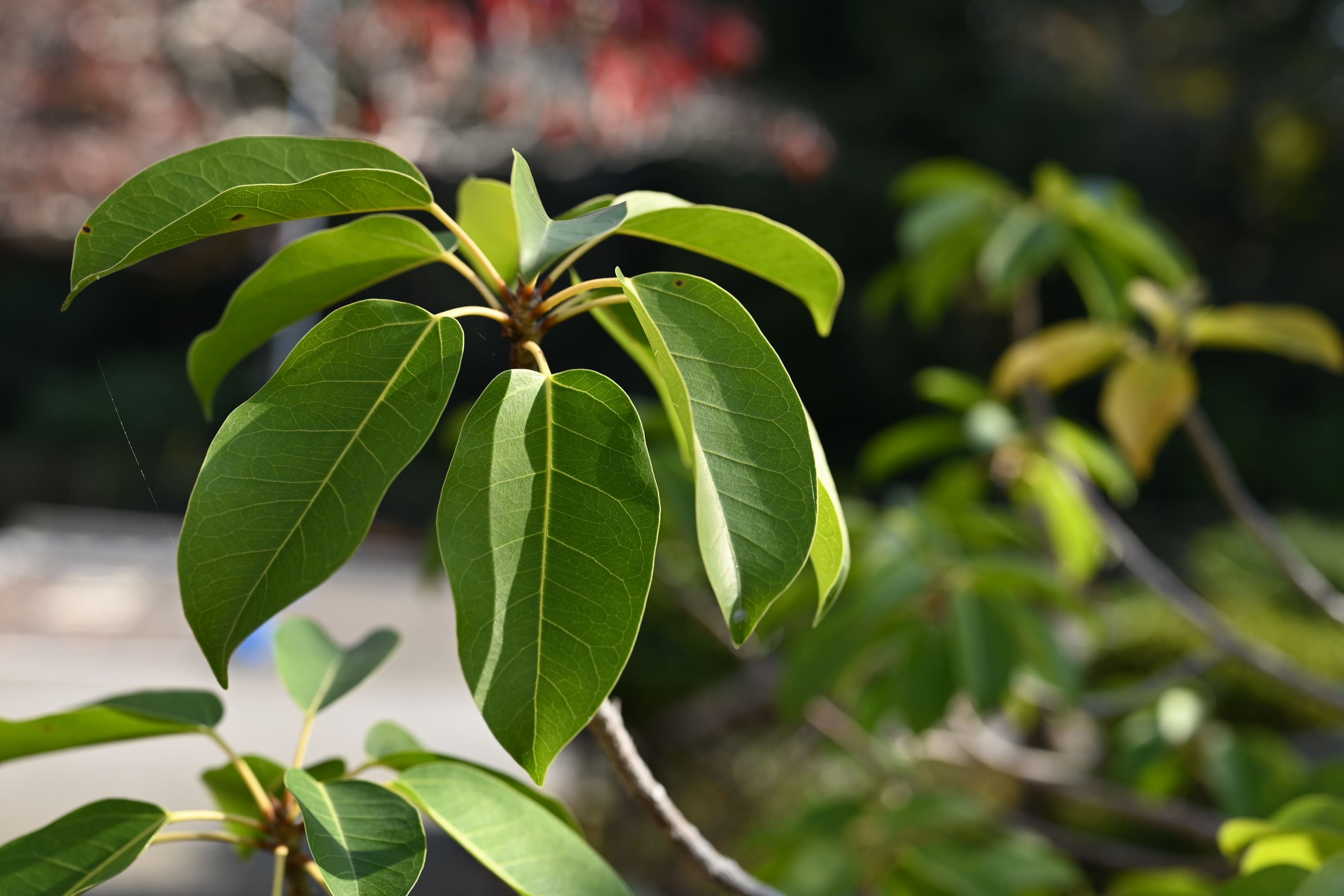 ✨✨✨オキナワアコウ・ガジュマル【◎良品素材】/old tree akou アコウ（赤榕） - 庭木図鑑 植木ペディア