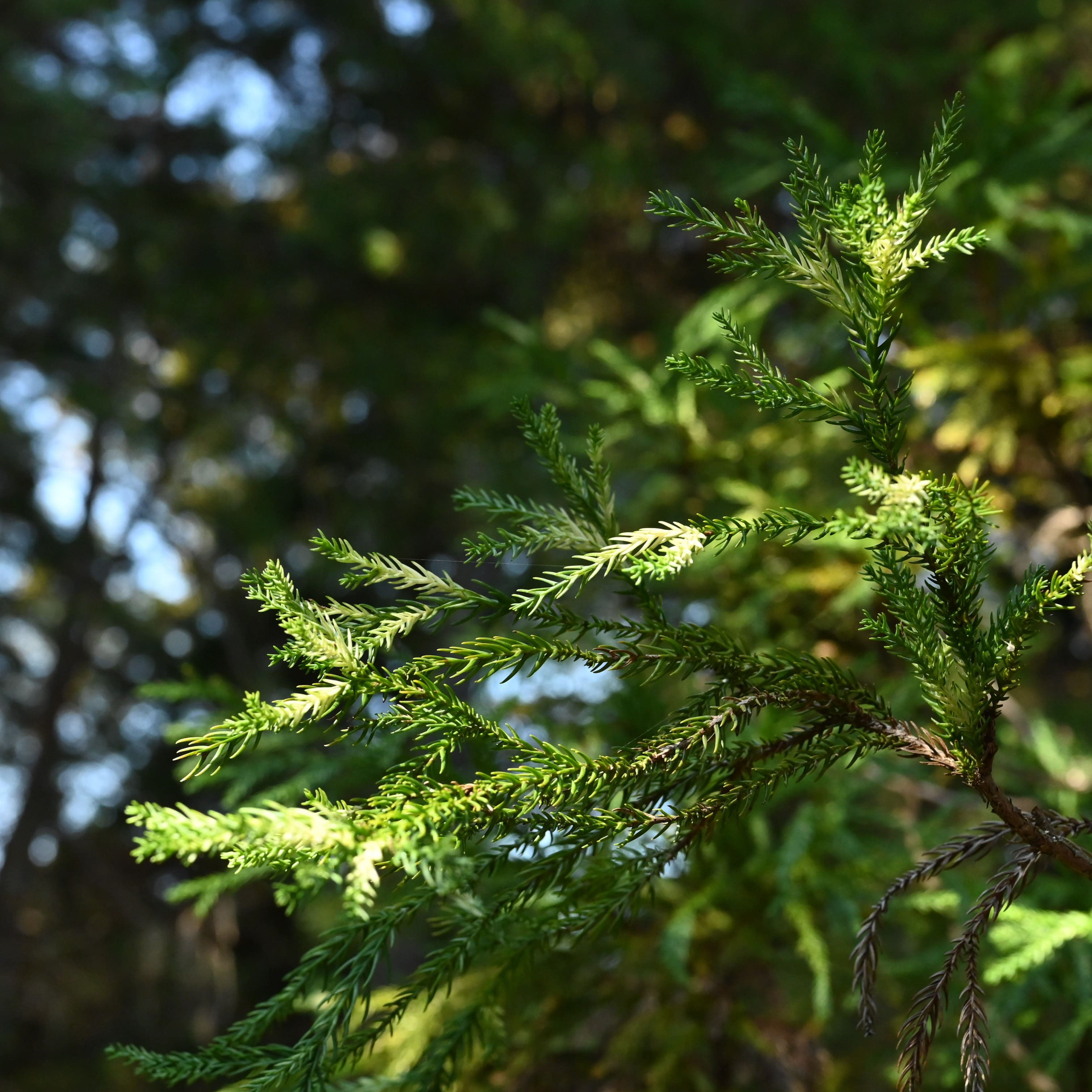 スギ(杉) - 庭木図鑑 植木ペディア スギ(杉) - 庭木図鑑 植木ペディア