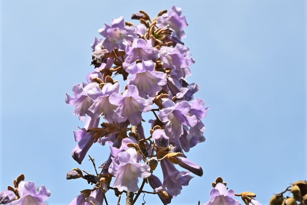 キリ 桐 庭木図鑑 植木ペディア