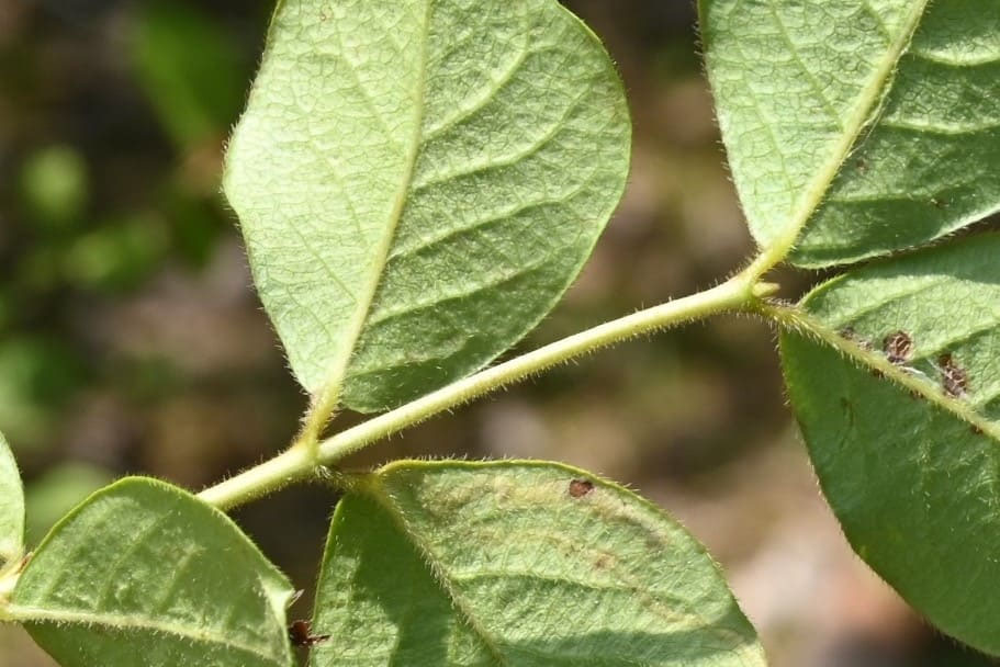ヤマウグイスカグラ - 庭木図鑑 植木ペディア