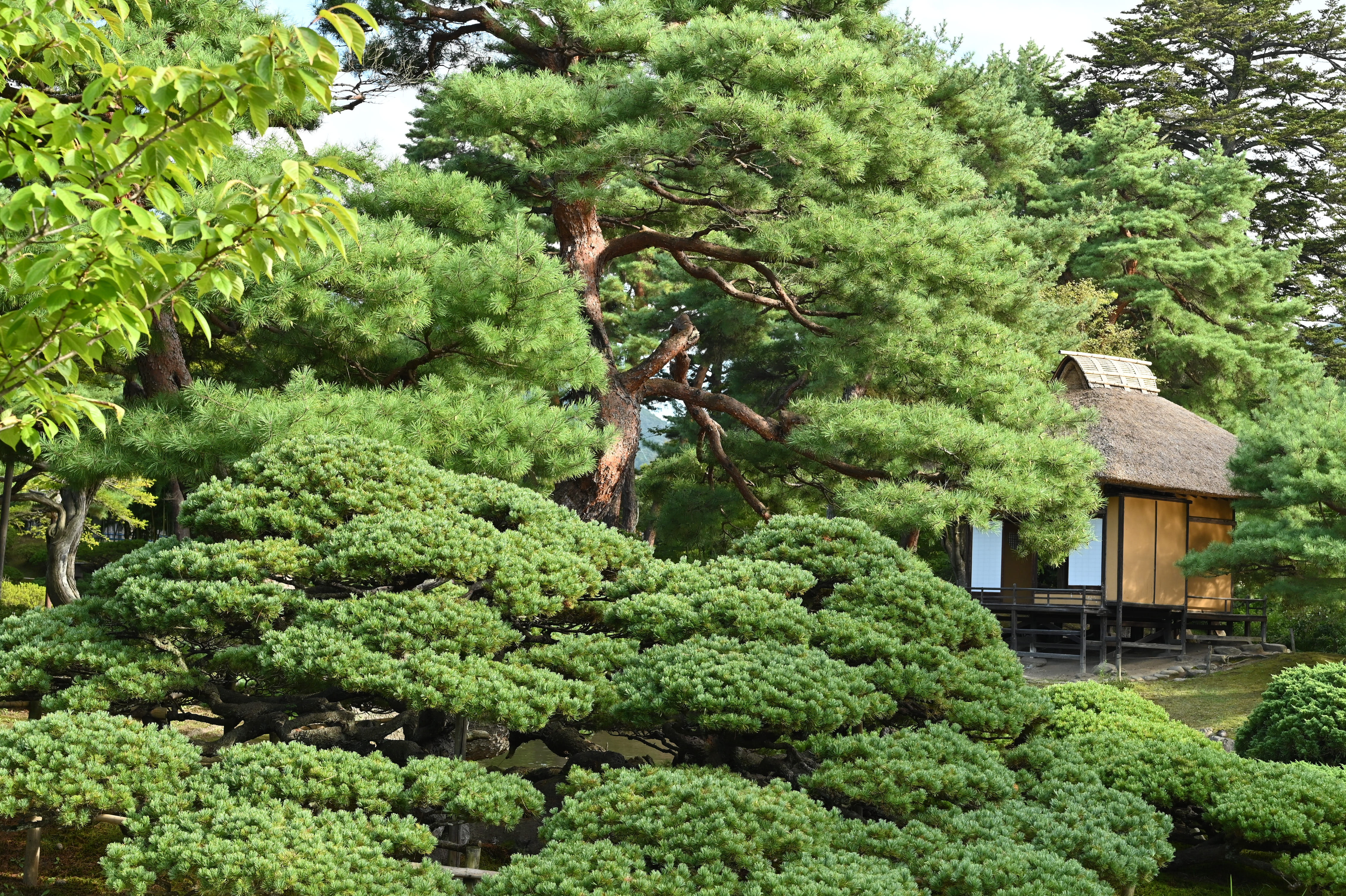 ゴヨウマツ 五葉松 庭木 植木 盆栽 庭園
