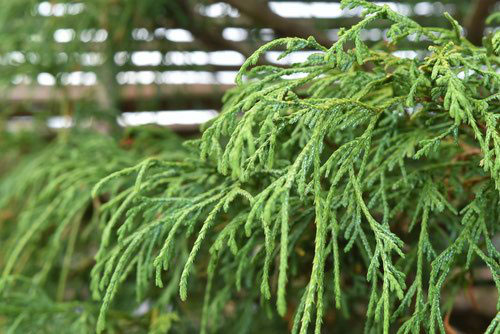 イトヒバ 糸檜葉 庭木図鑑 植木ペディア イトヒバ 糸檜葉 庭木図鑑 植木ペディア