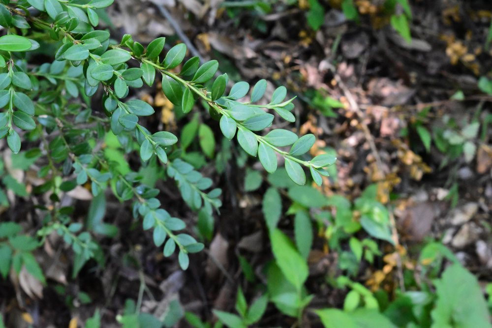 ツゲ(柘植) - 庭木図鑑 植木ペディア ツゲ(柘植) - 庭木図鑑 植木ペディア