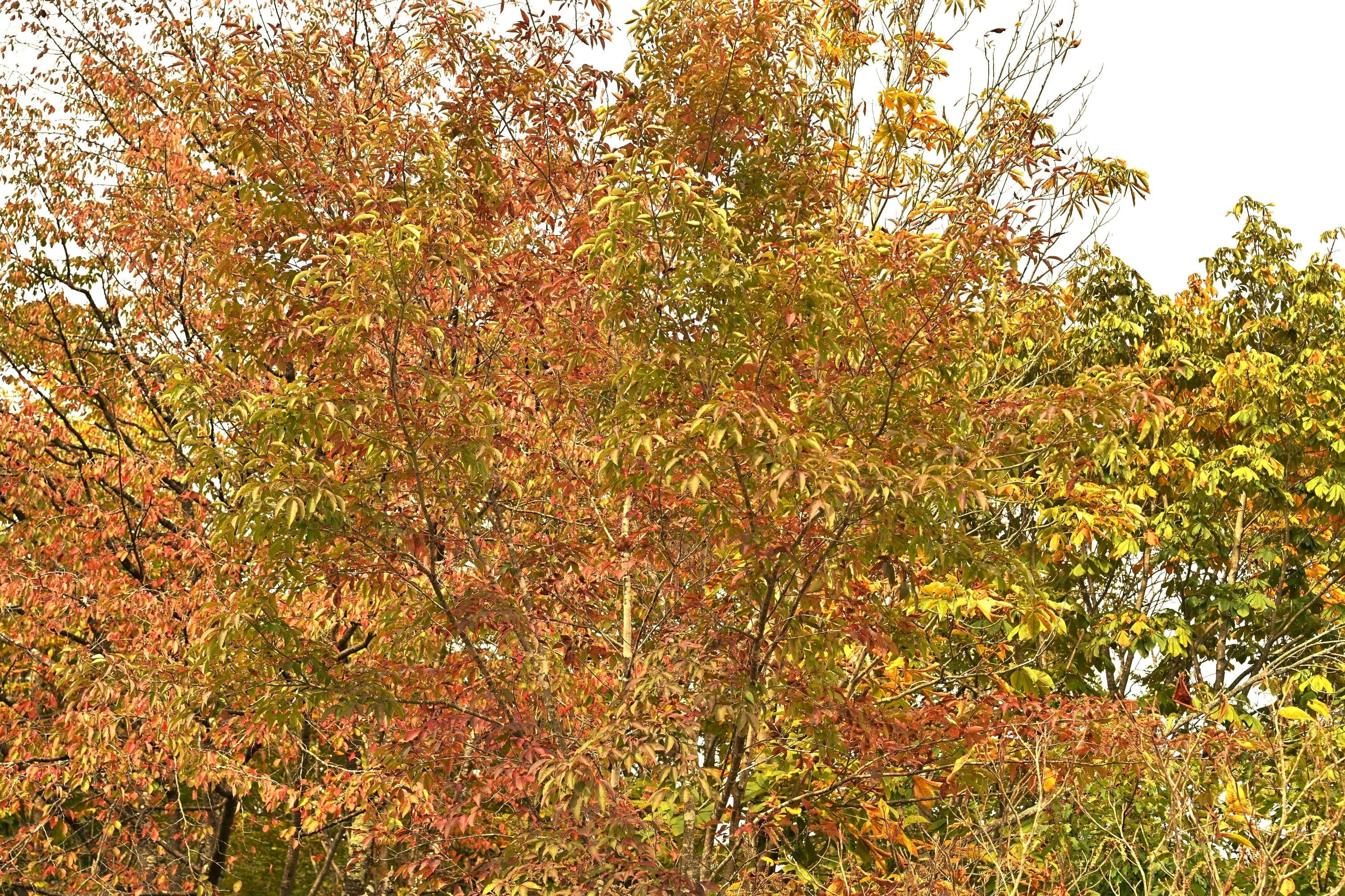 ナナカマド 雑木 ―― アオダモ アオハダ モミジ 山彩り ―― ナナカマド 雑木 ―― アオダモ アオハダ モミジ 山彩り ―― アオダモ