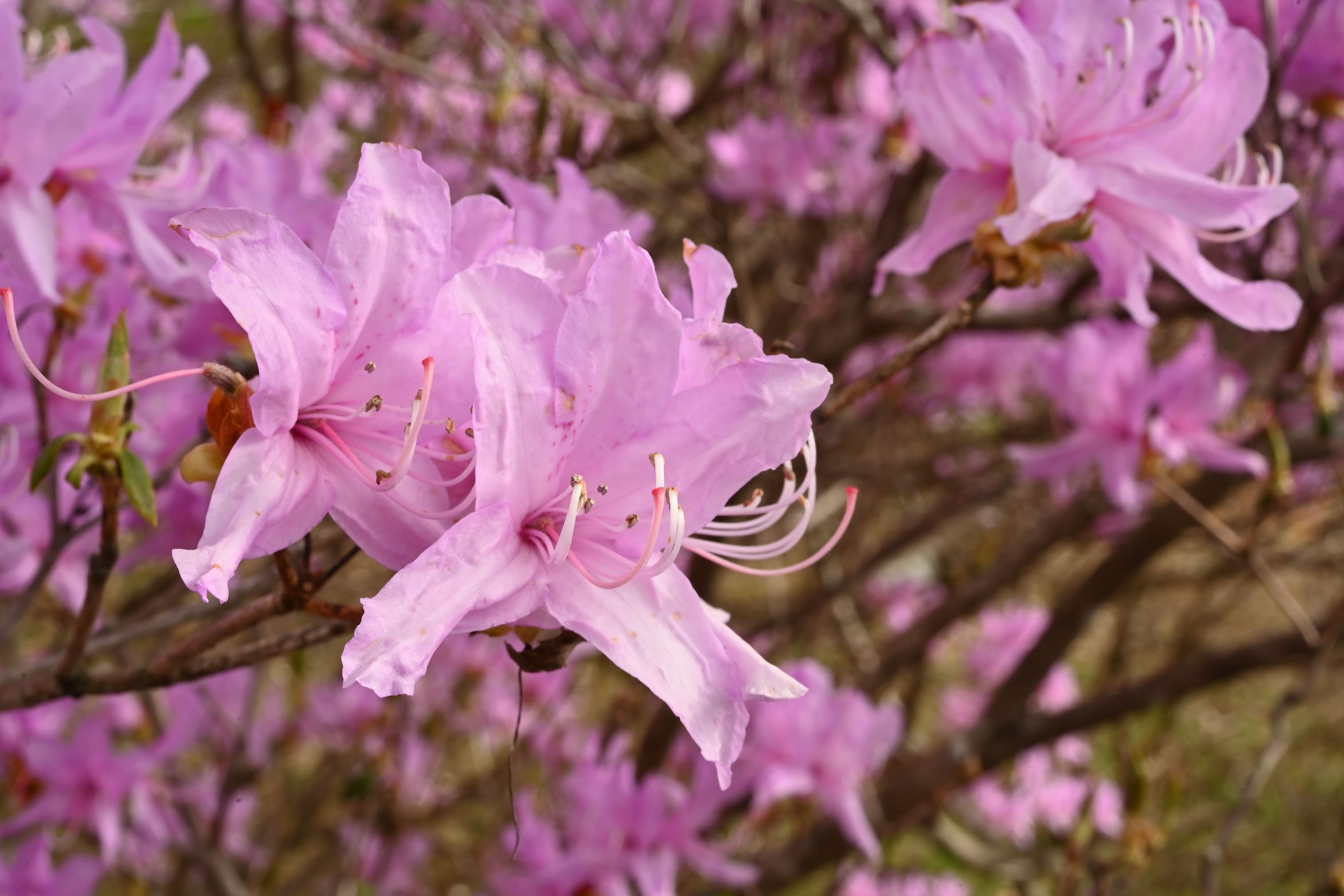 本紅藤 接ぎ木 太株 樹高64㌢ 10年物 藤(フジ)口紅藤 6号ポット苗 ※4 本紅藤 接ぎ木 太株 樹高64㌢ 10年物 藤(フジ)口紅藤 6号ポット苗 ※4