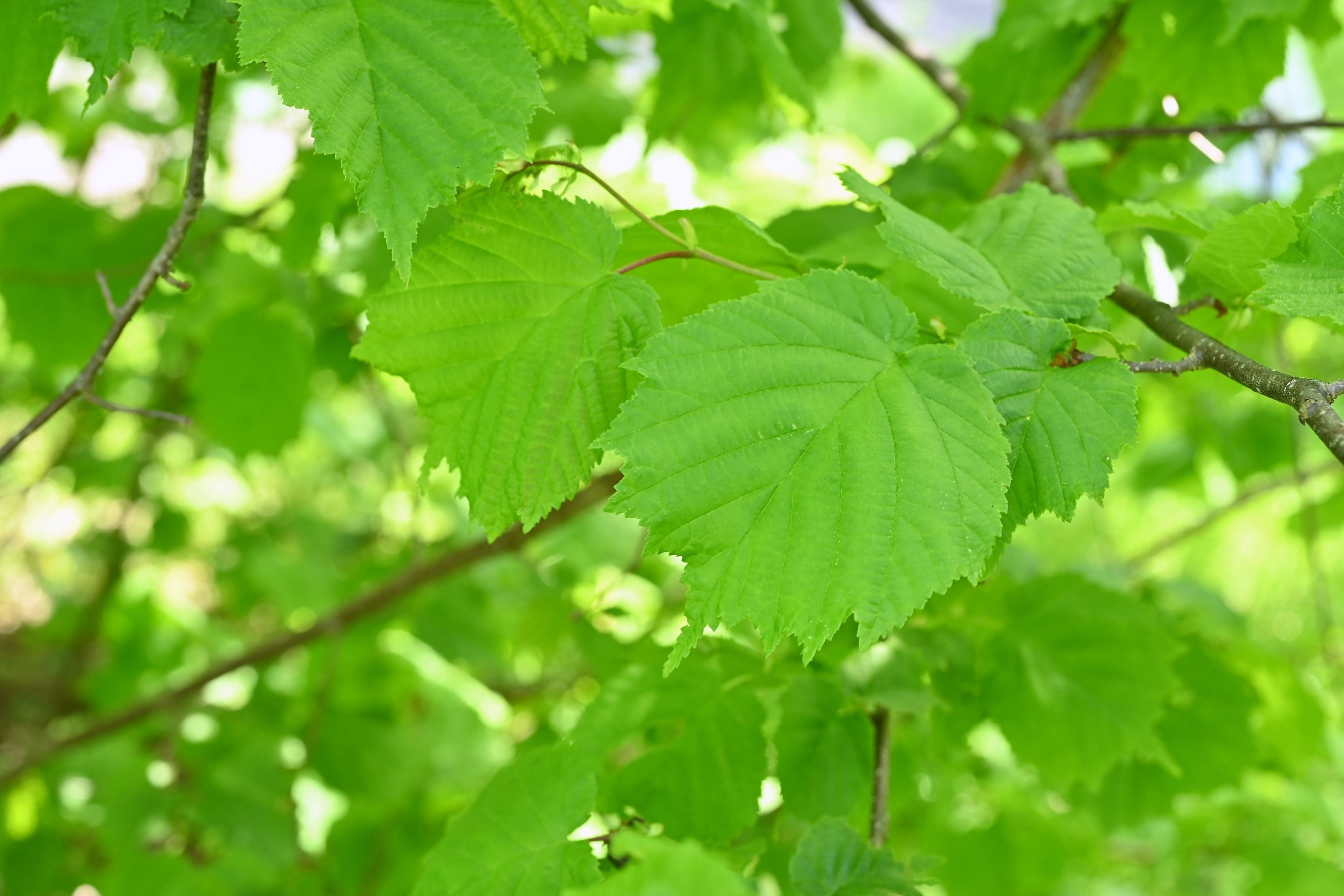 ハシバミ／はしばみ／榛 - 庭木図鑑 植木ペディア