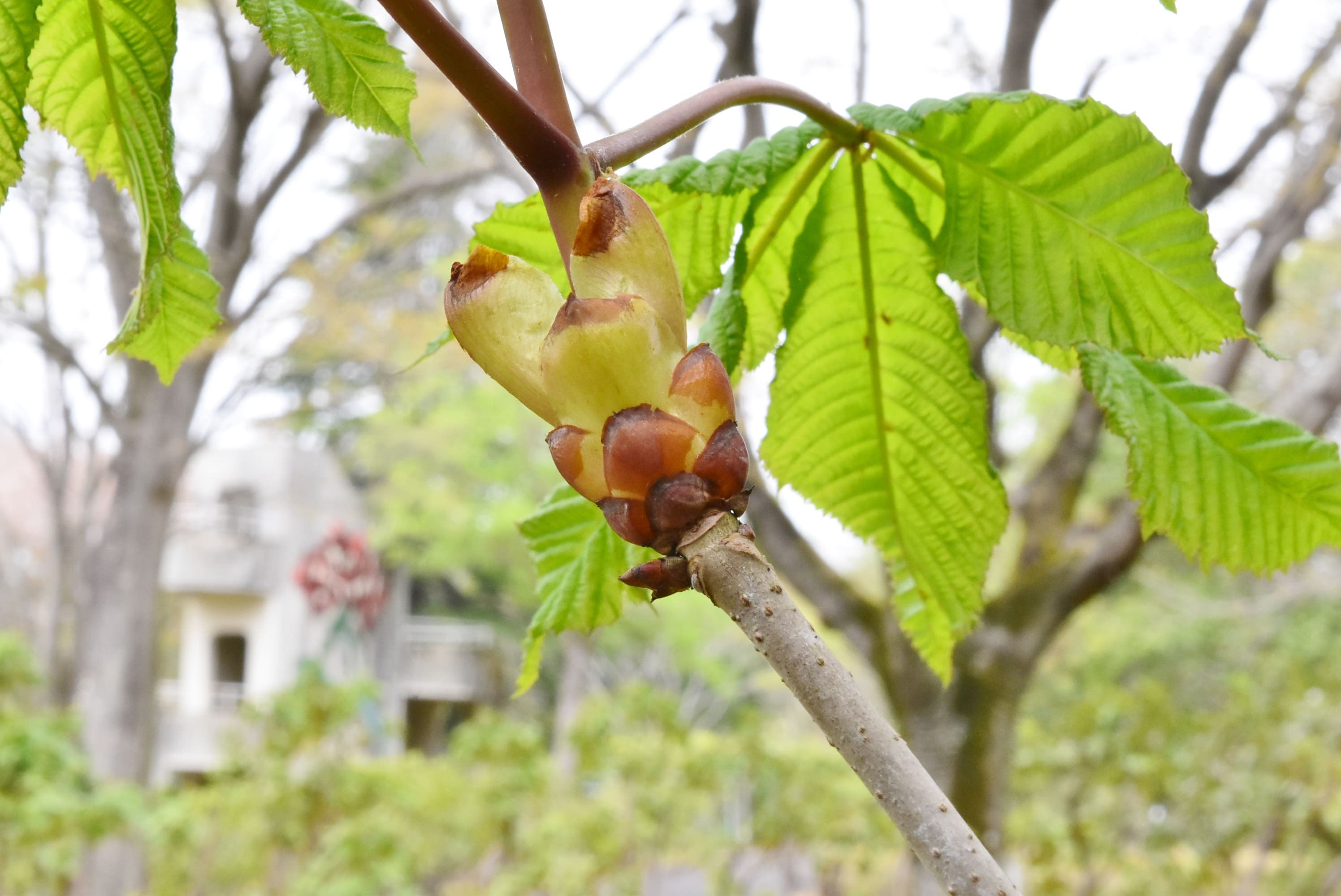 ベニバナトチノキ べにばなとちのき 庭木図鑑 植木ペディア