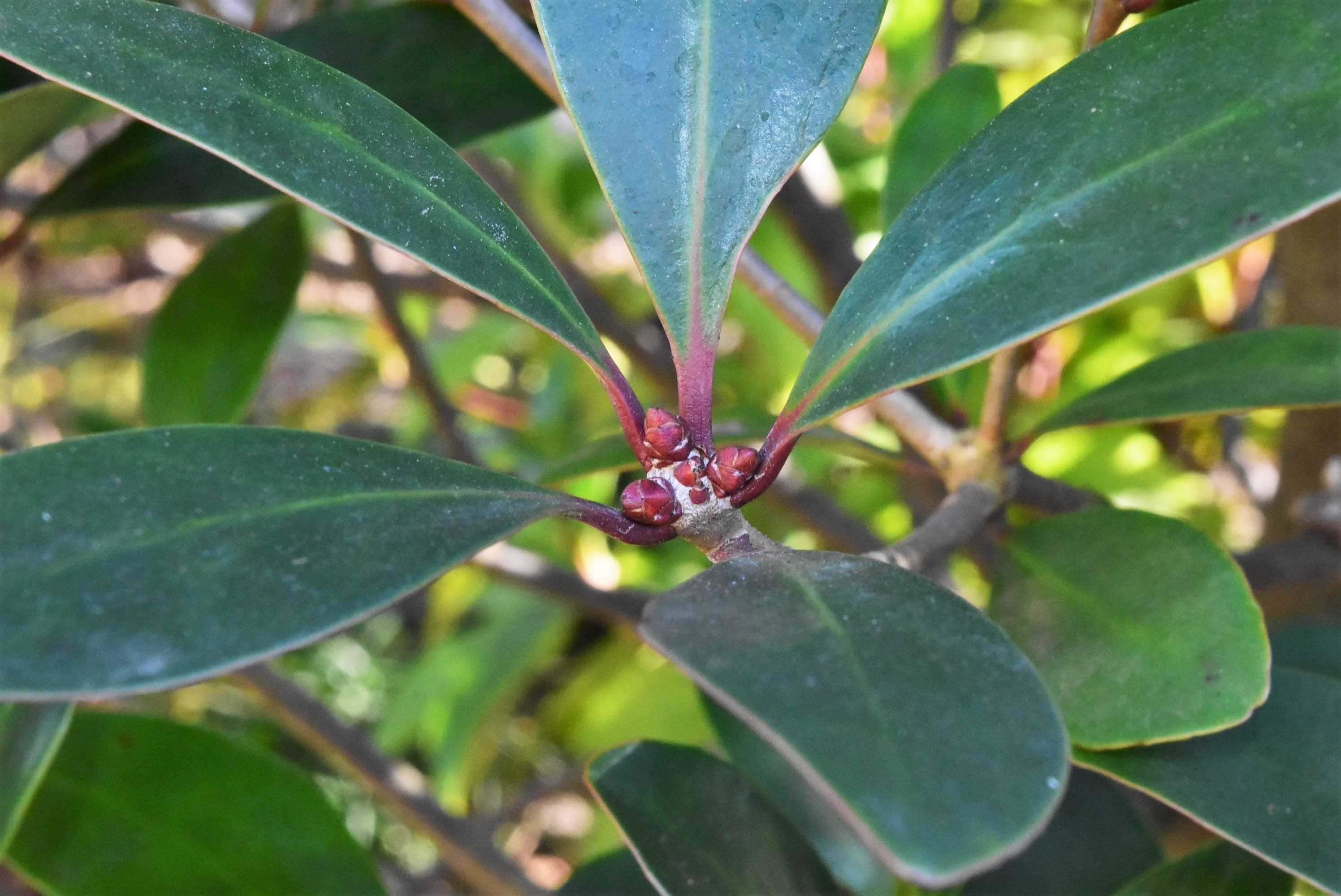 モッコク（木斛） - 庭木図鑑 植木ペディア