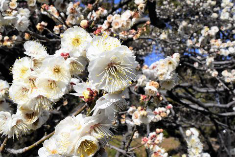 ウメ 梅 庭木図鑑 植木ペディア ウメ 梅 庭木図鑑 植木ペディア