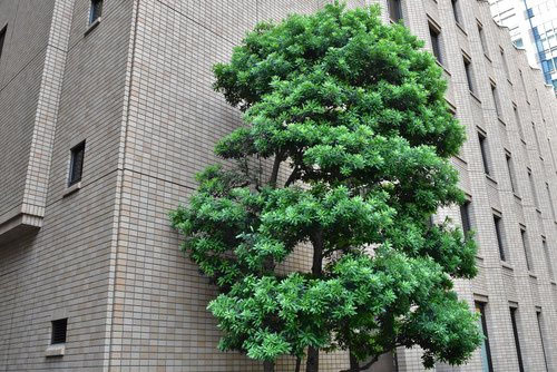 ヤマモモ（山桃） - 庭木図鑑 植木ペディア