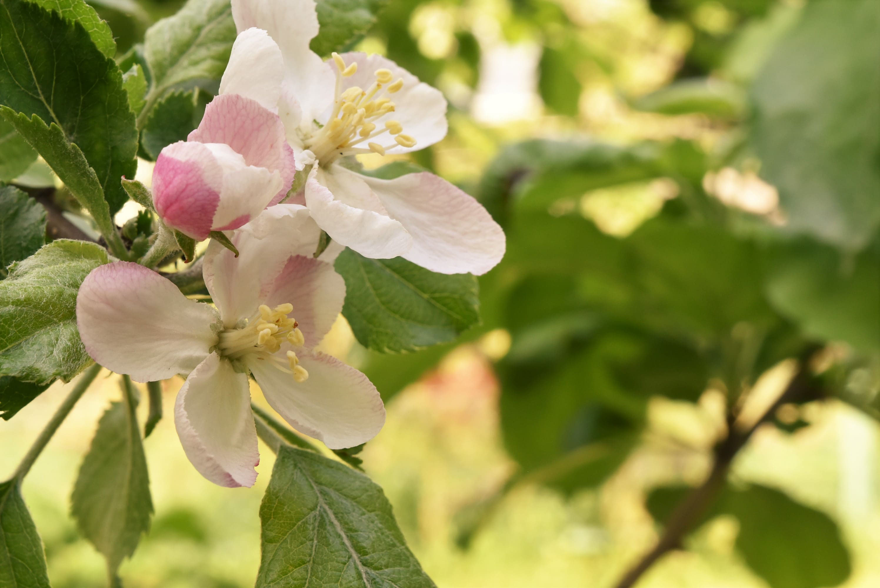 リンゴ りんご 林檎 庭木図鑑 植木ペディア
