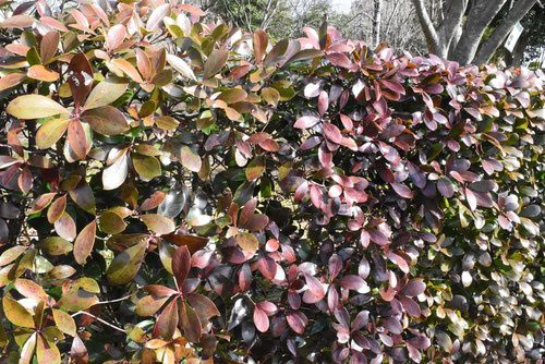 庭木の王様　モッコク　木斛 庭木の王様 ～木斛（モッコク）～｜スタッフブログ｜【公式