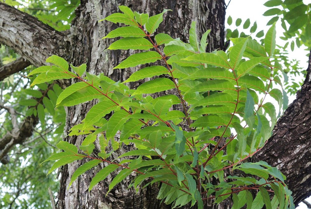 チャンチン（香椿） - 庭木図鑑 植木ペディア ②香椿 苗木