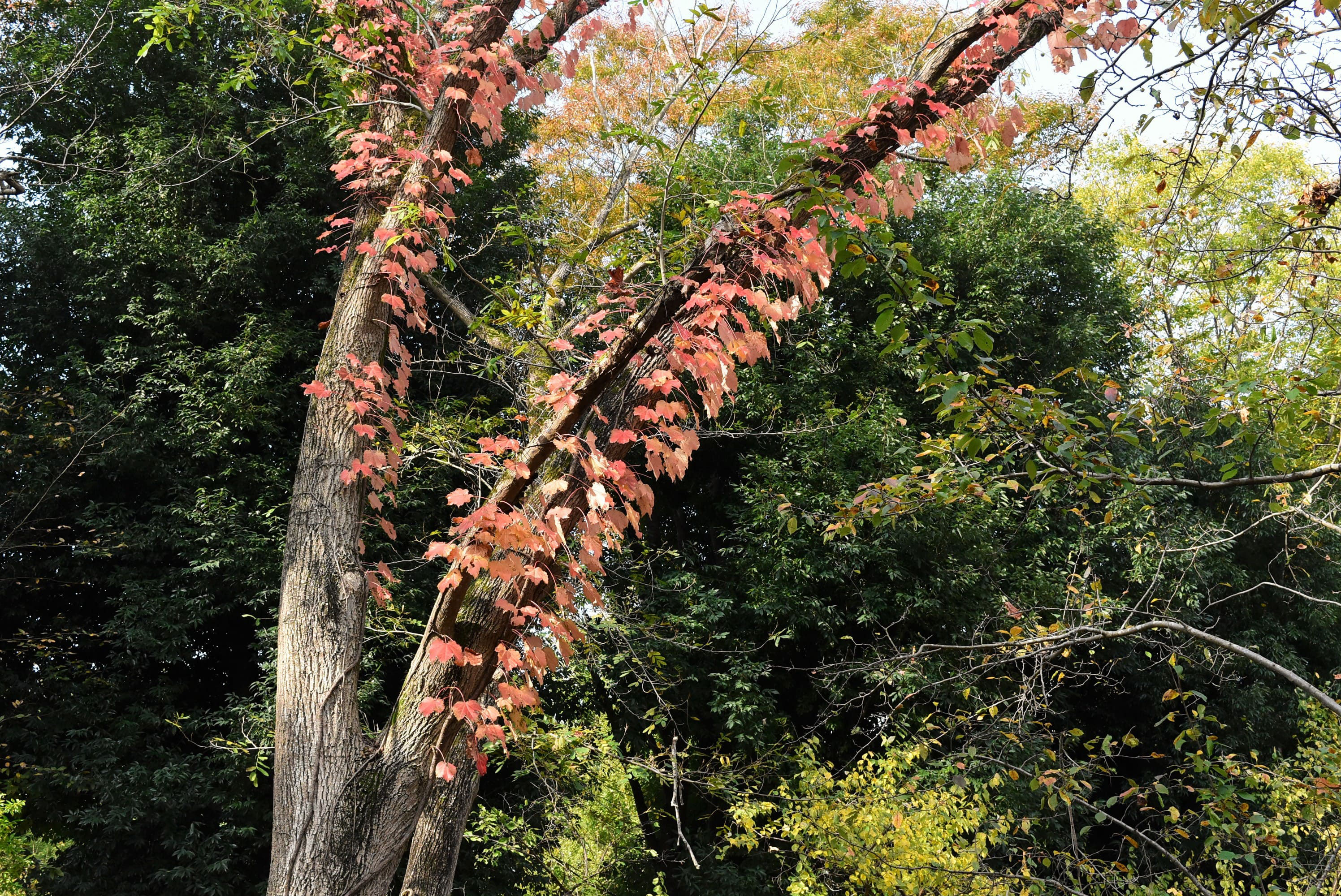 ツタ つた 蔦 庭木図鑑 植木ペディア