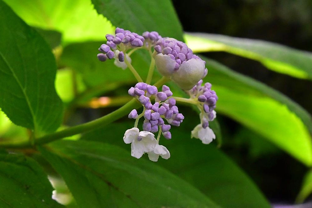 タマアジサイ 玉紫陽花 庭木図鑑 植木ペディア タマアジサイ 玉紫陽花 庭木図鑑 植木ペディア