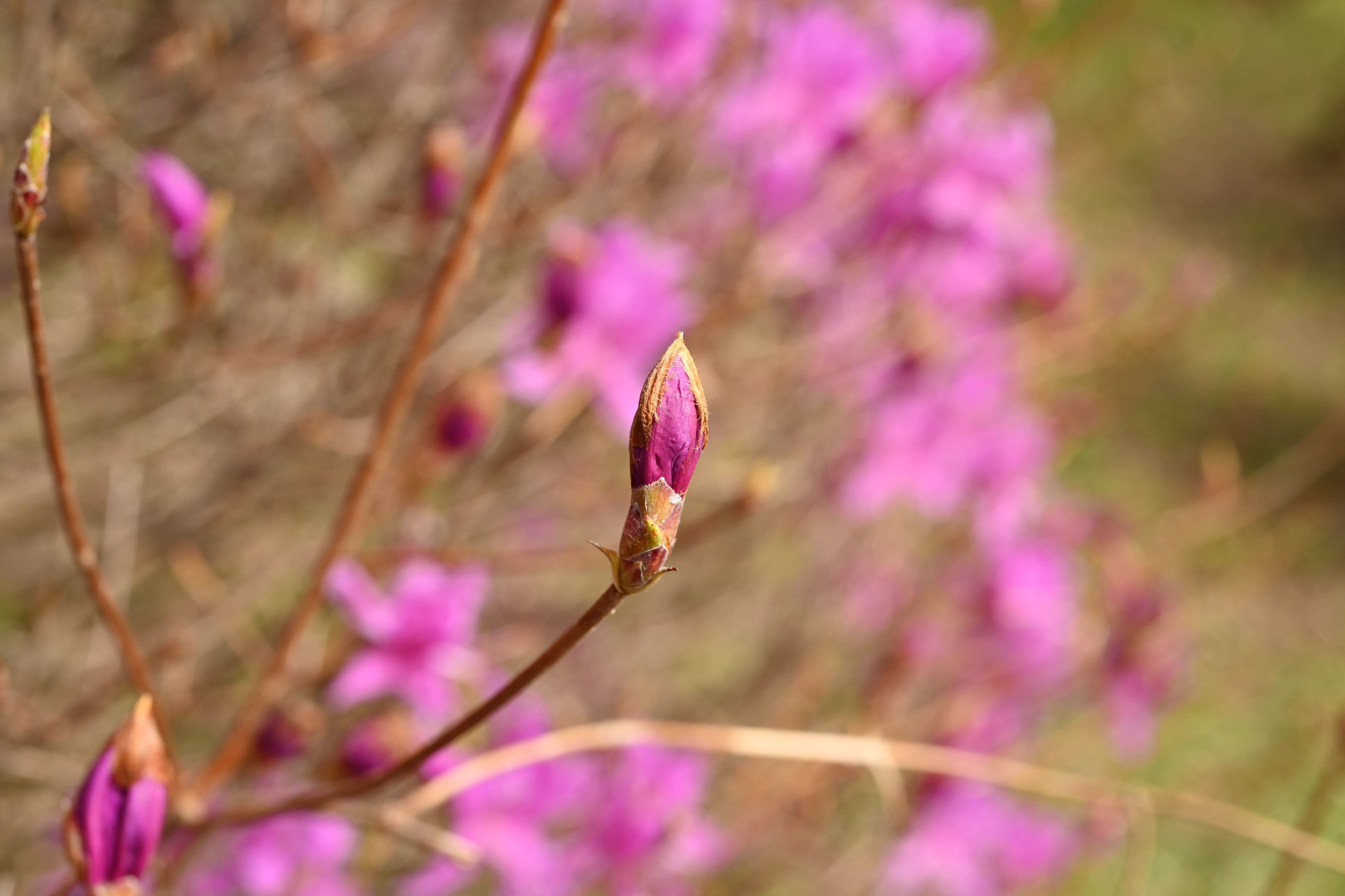 ミツバツツジ（三葉躑躅）/株立ち【現品発送】管理70238