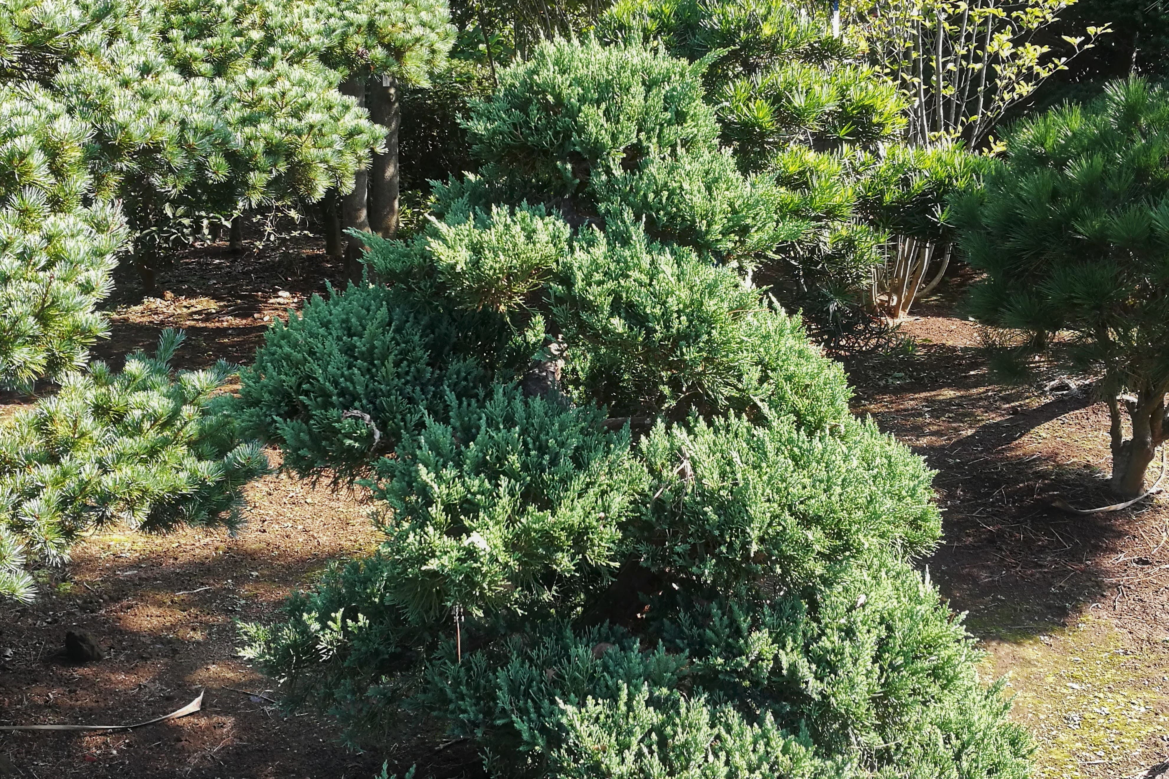庭木図鑑 植木ペディア