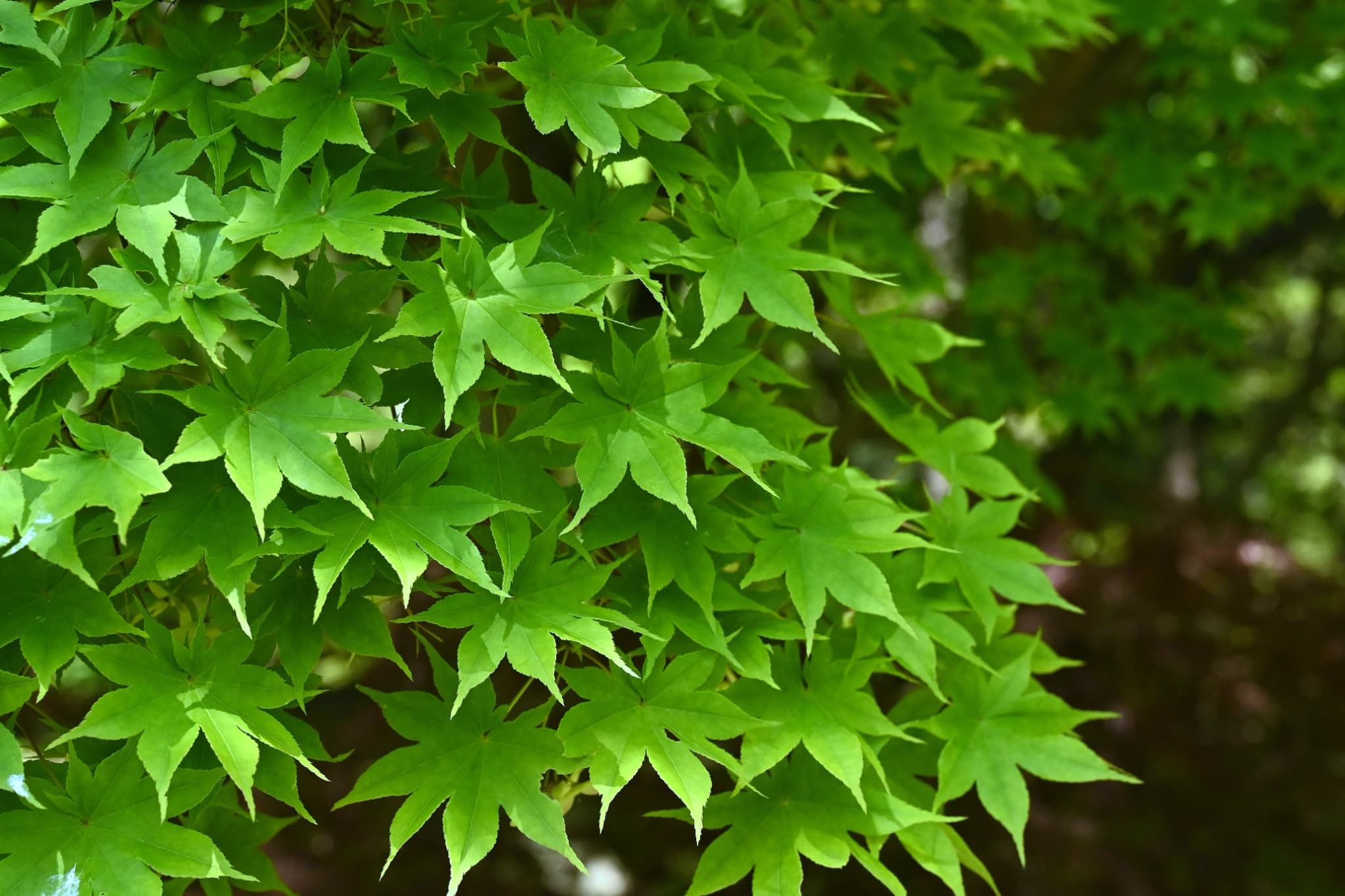 オオモミジ（大紅葉） - 庭木図鑑 植木ペディア