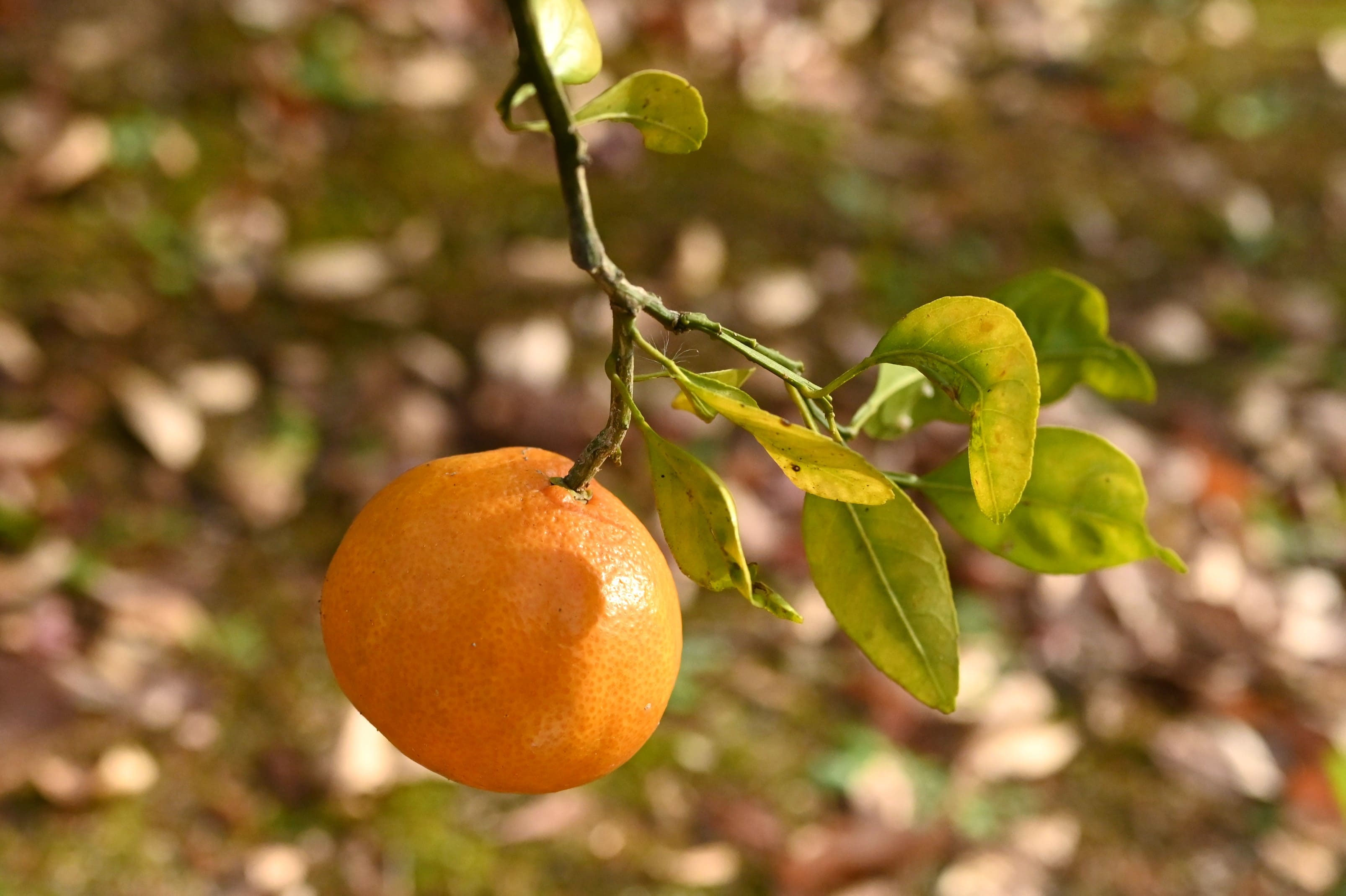 温州みかんの木 目隠し 植木 庭木 ガーデニング 蜜柑の木 果樹 ☆早い