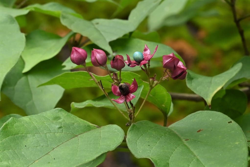 クサギ 臭木 庭木図鑑 植木ペディア