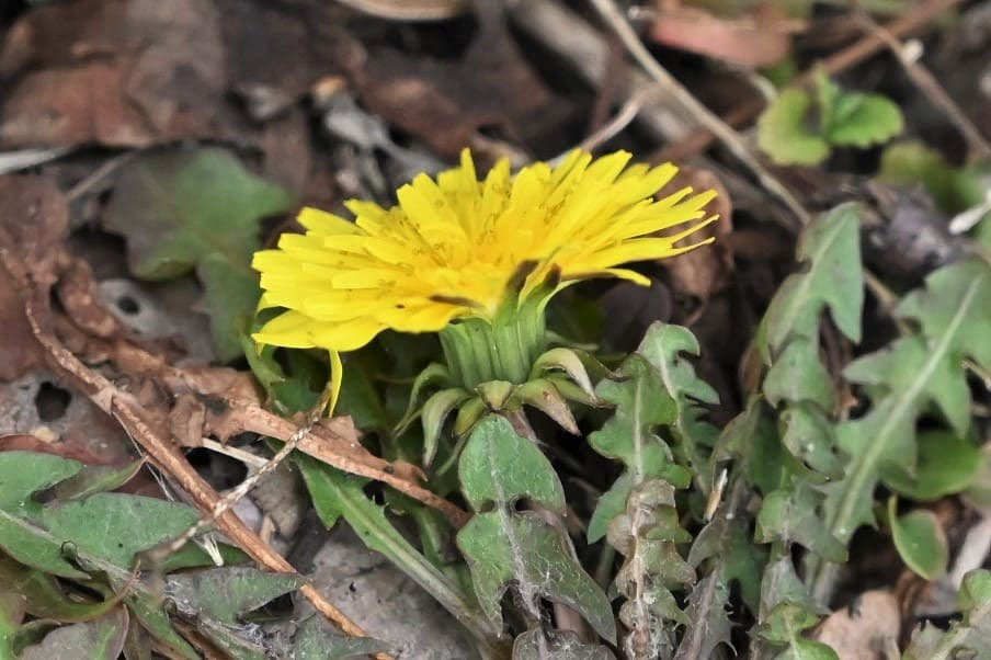 たんぽぽ様の専用ページ 楽天市場】タンポポ（日用品雑貨・文房具・手芸）の通販
