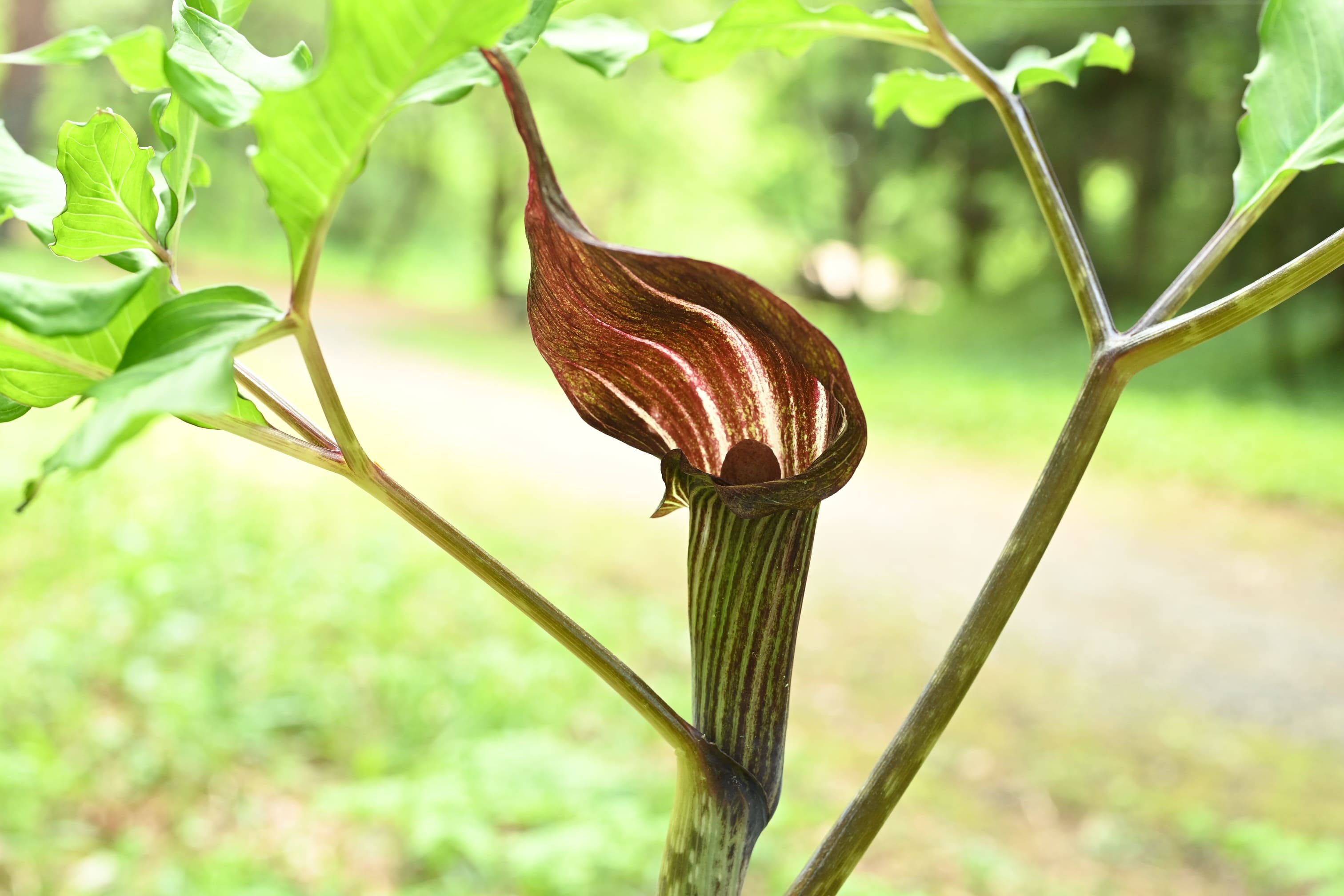 マムシグサ まむしぐさ 蝮草 庭木図鑑 植木ペディア