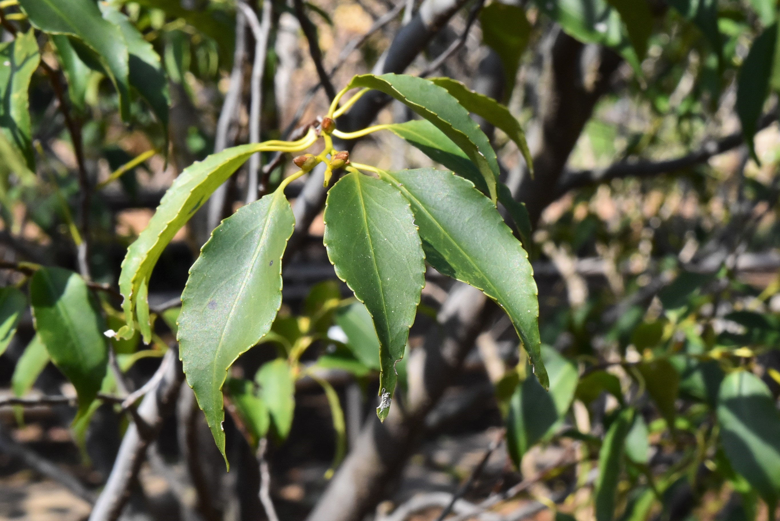 ハイノキ - 庭木図鑑 植木ペディア