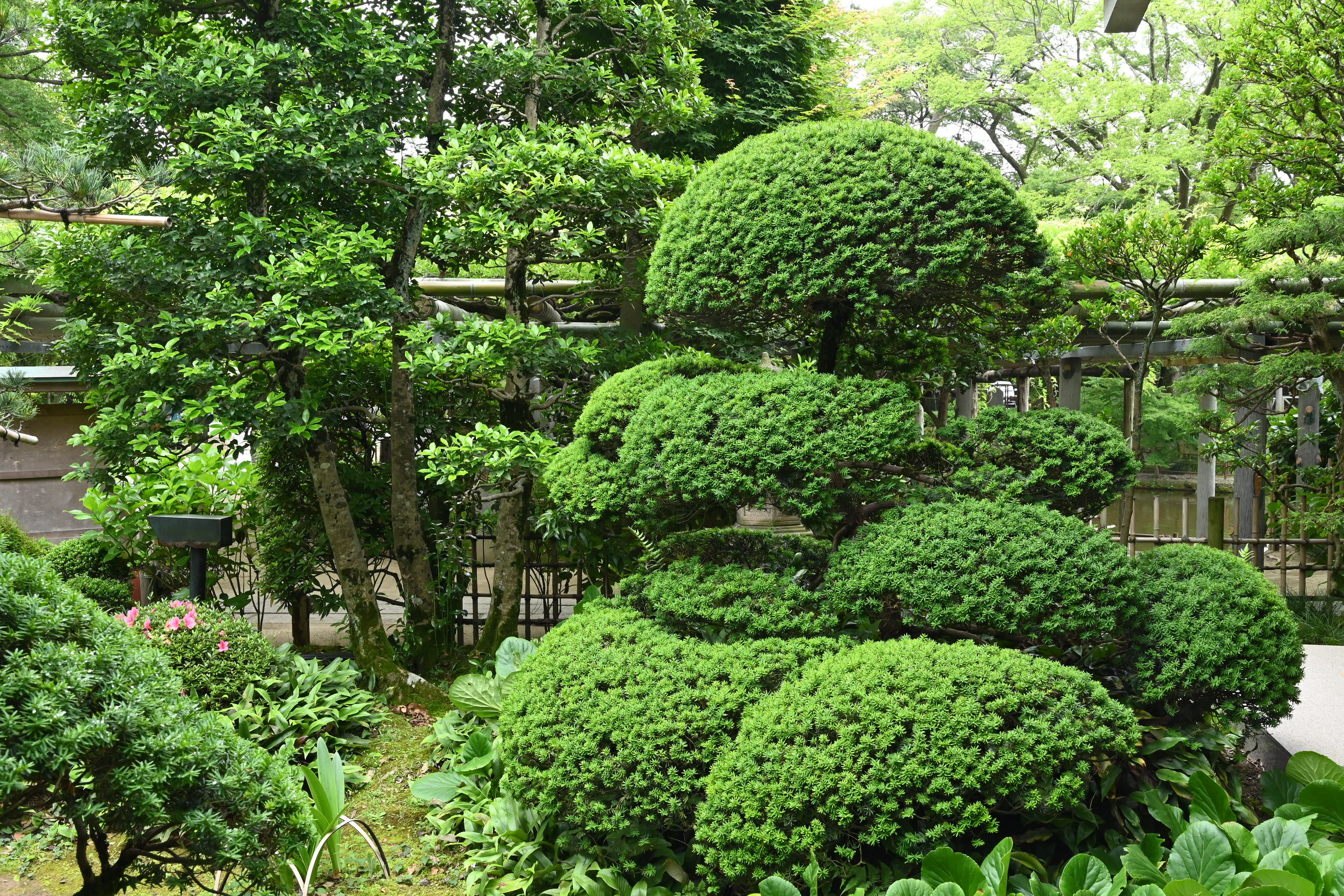 生花】伽羅木(キャラボク)80-100cm程度 大佐和花き園【早締切-74