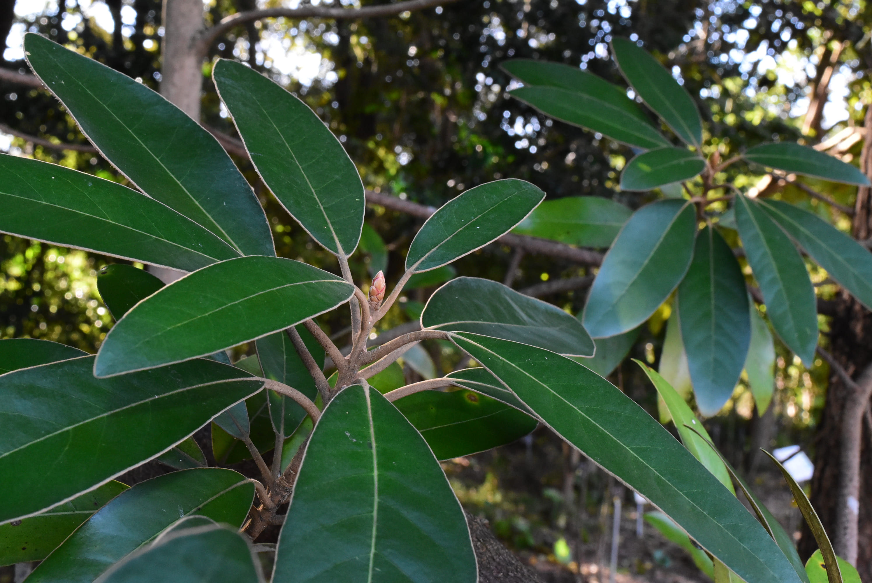 ハマビワ はまびわ 浜枇杷 庭木図鑑 植木ペディア ハマビワ はまびわ 浜枇杷 庭木図鑑 植木ペディア