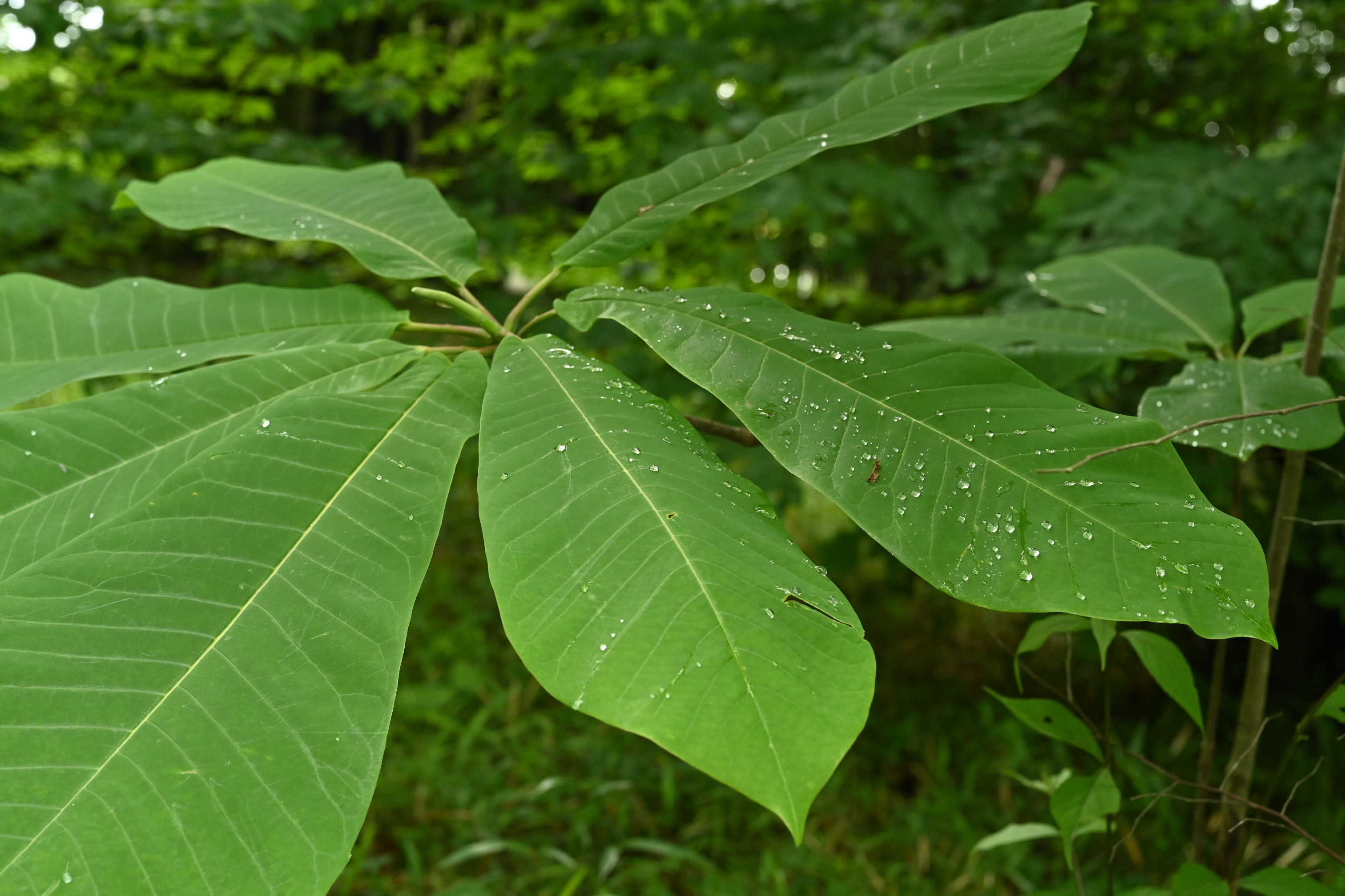ホオノキ 朴の木 庭木図鑑 植木ペディア
