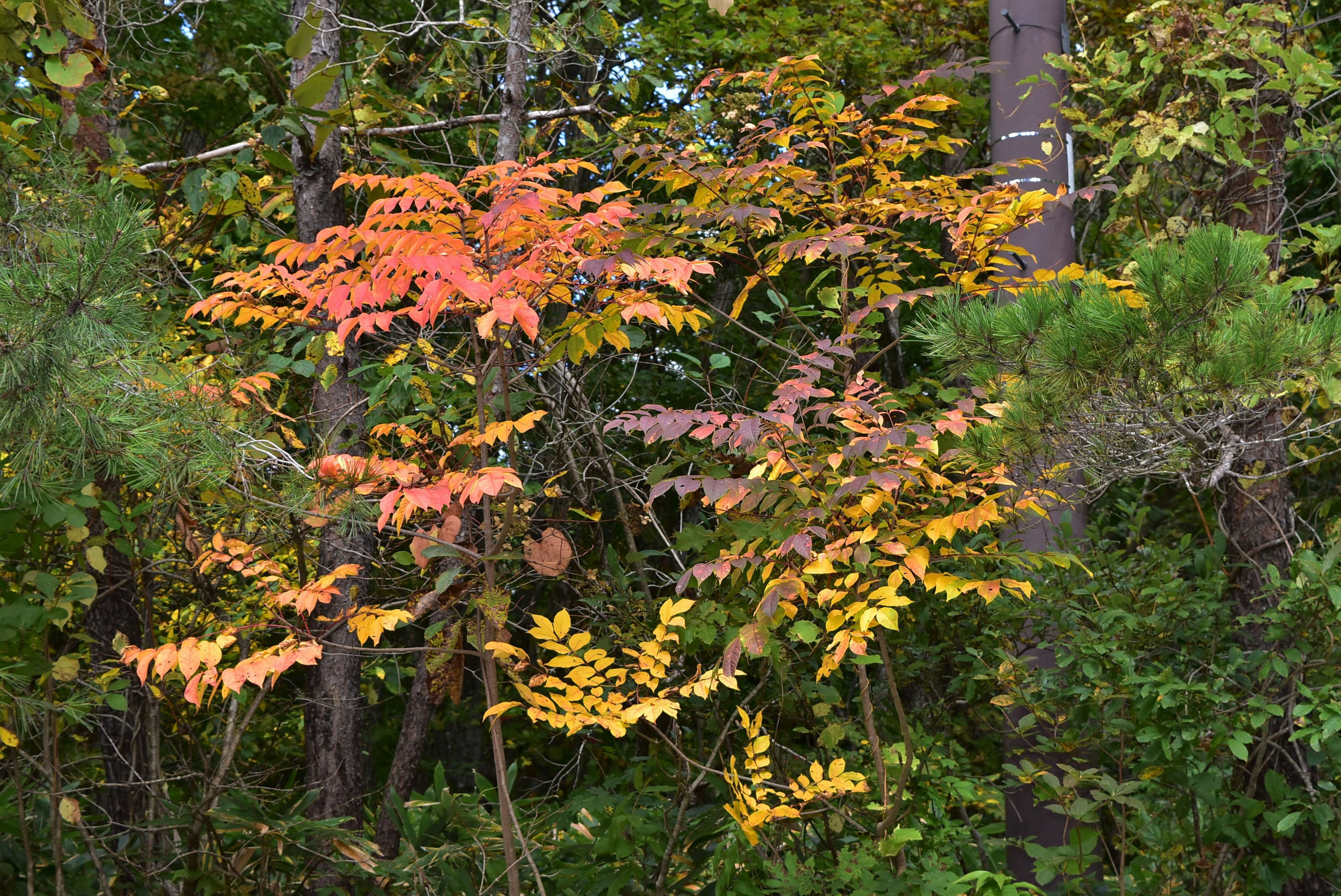ヤマウルシ 山漆 庭木図鑑 植木ペディア