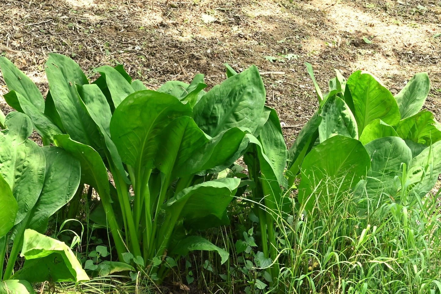 ミズバショウ みずばしょう 水芭蕉 庭木図鑑 植木ペディア ミズバショウ みずばしょう 水芭蕉 庭木図鑑 植木ペディア
