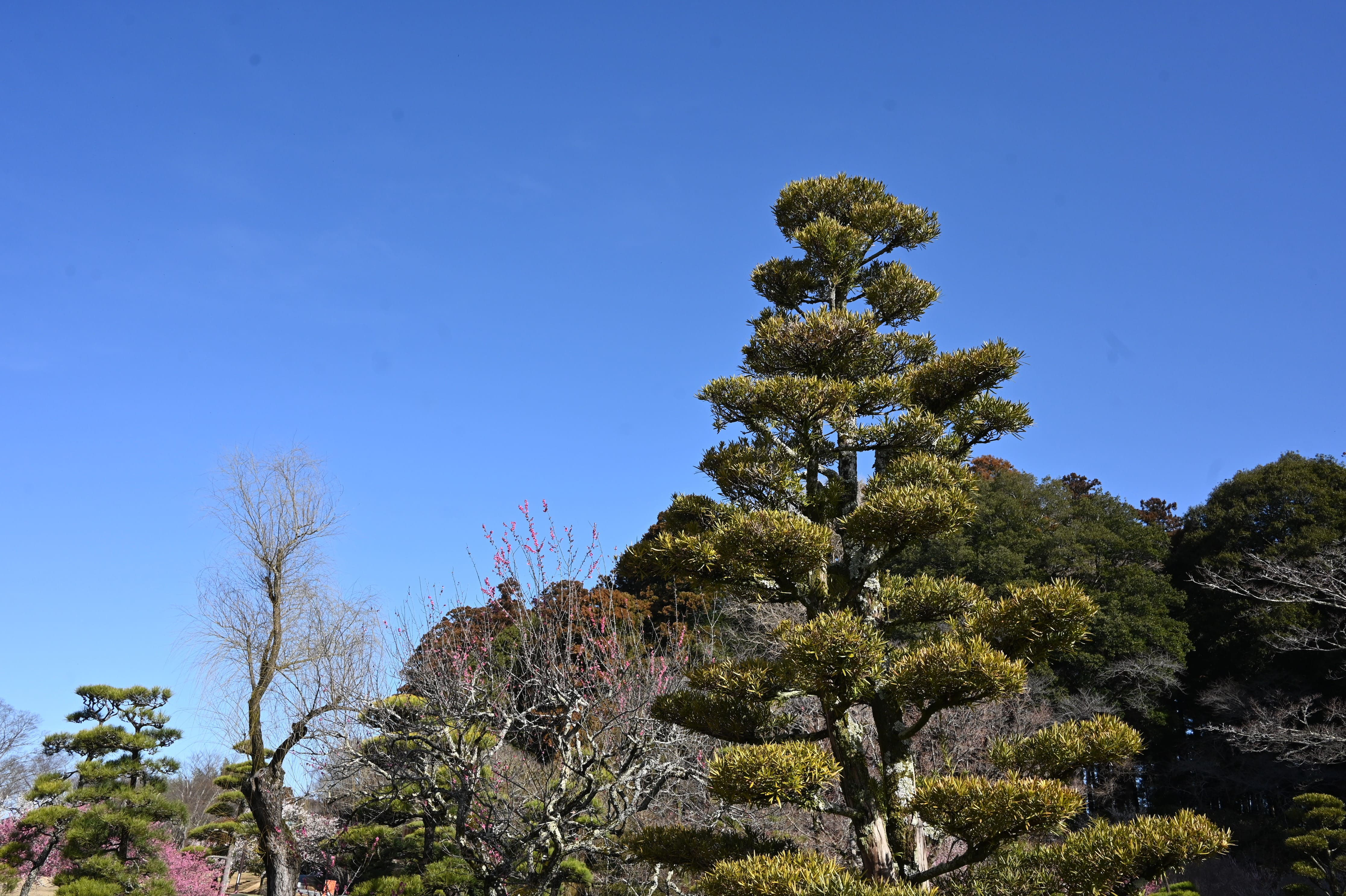 イヌマキ(犬槙) - 庭木図鑑 植木ペディア イヌマキ(犬槙) - 庭木図鑑 植木ペディア