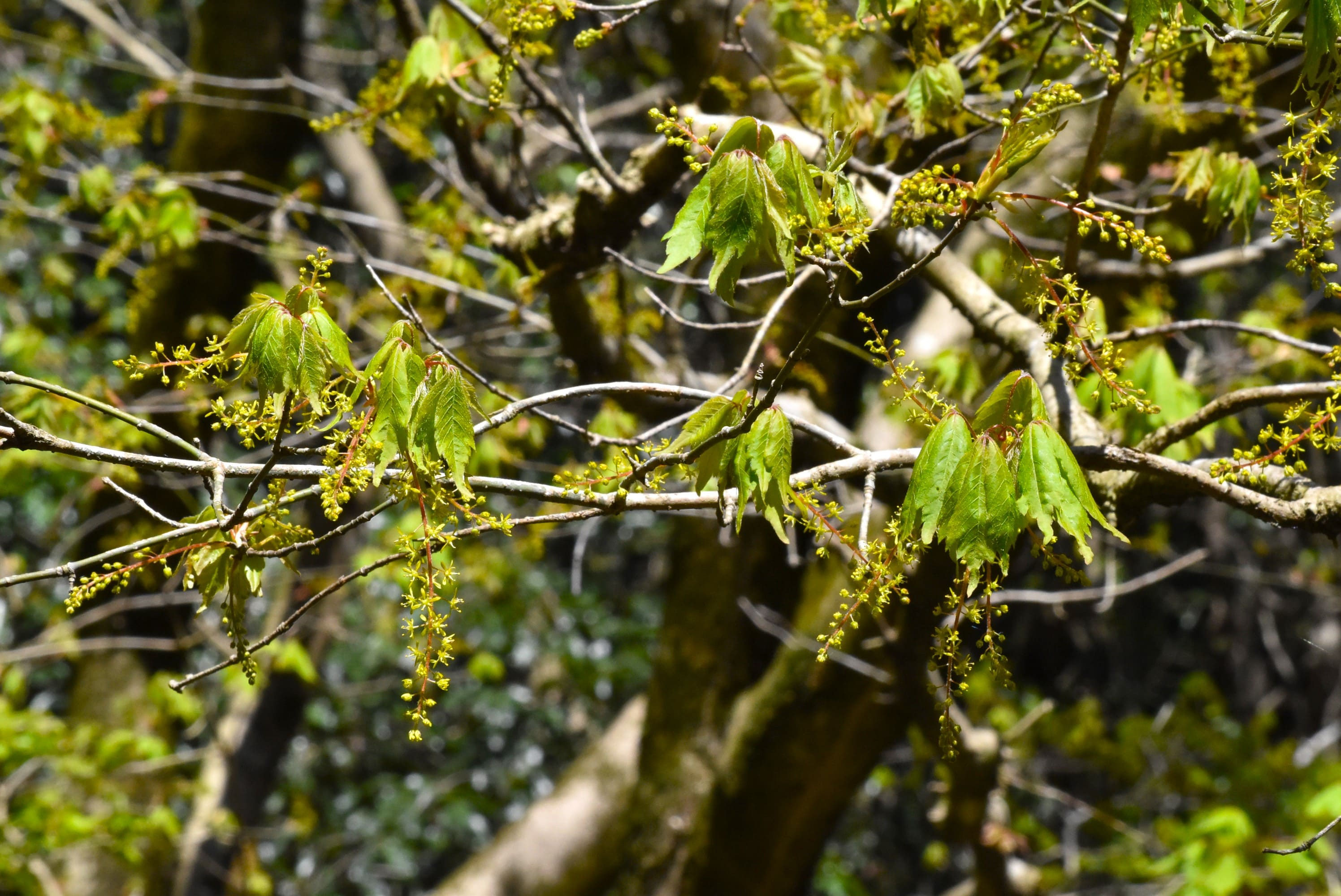 三手楓（ミツデカエデ）盆栽 S005 【公式通販】