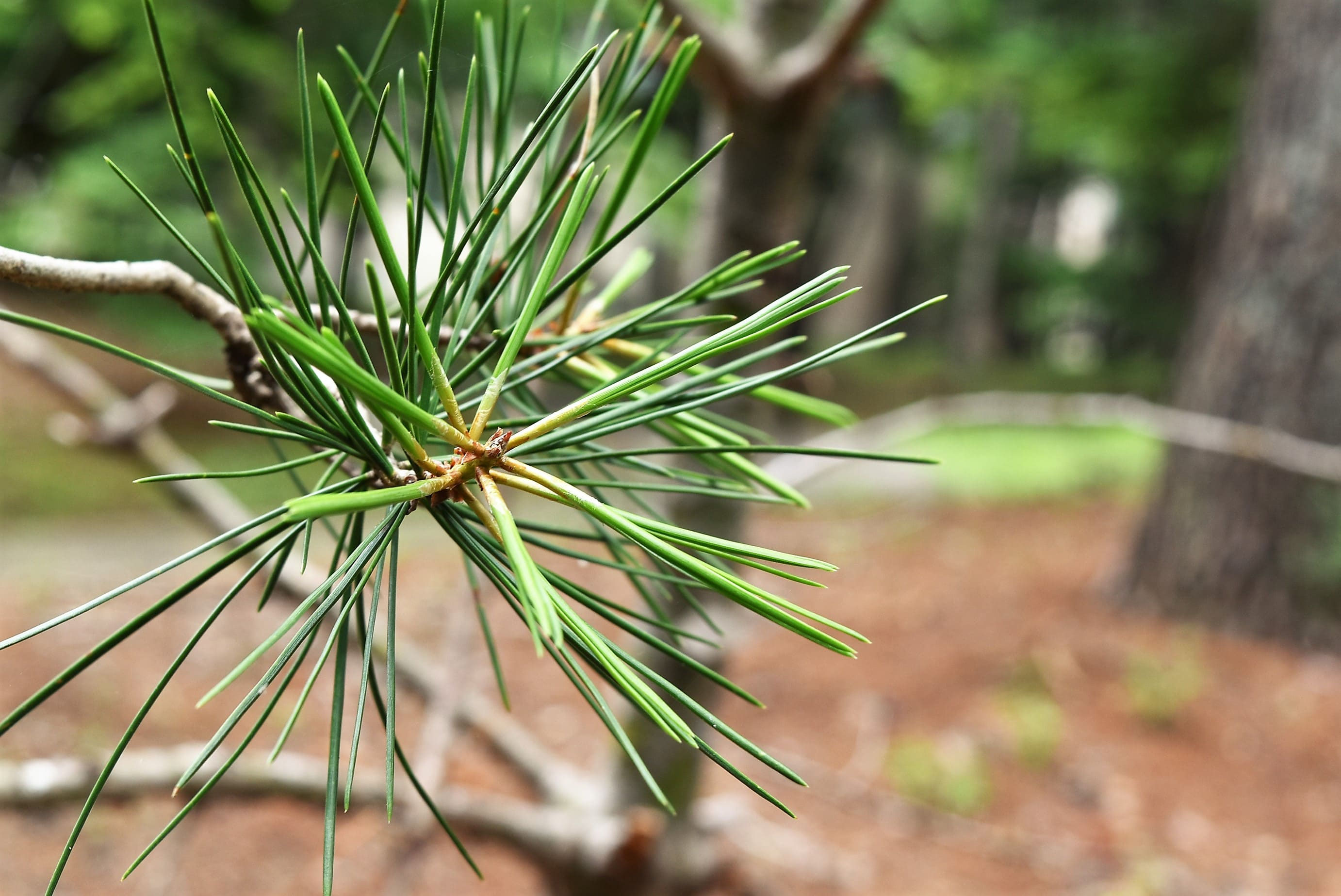 白松ハクショウ