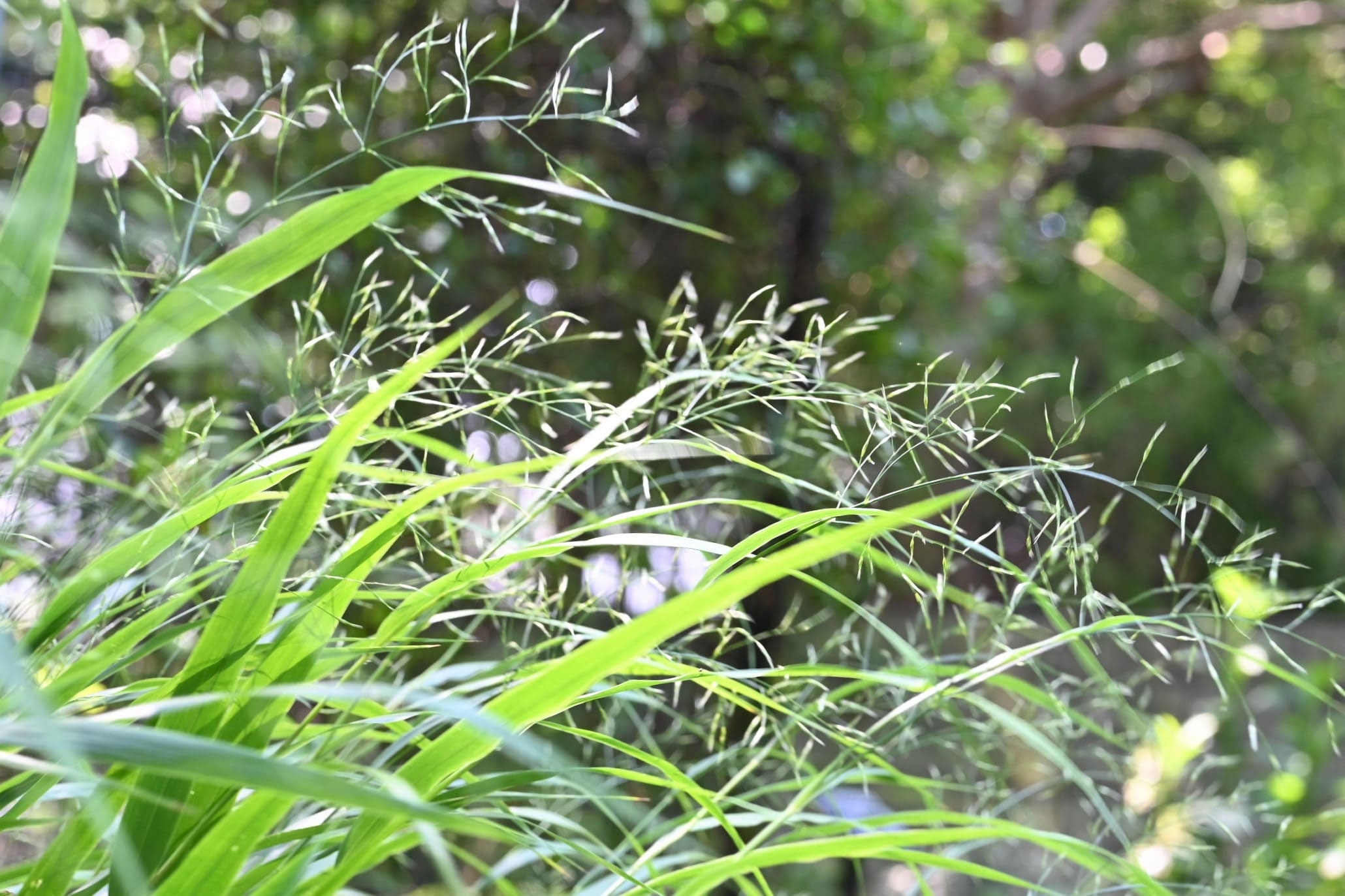 で最短翌日お届け フウチソウ 本位 草丈約25 2168e3c0 栃木県 Pn Batam Go Id