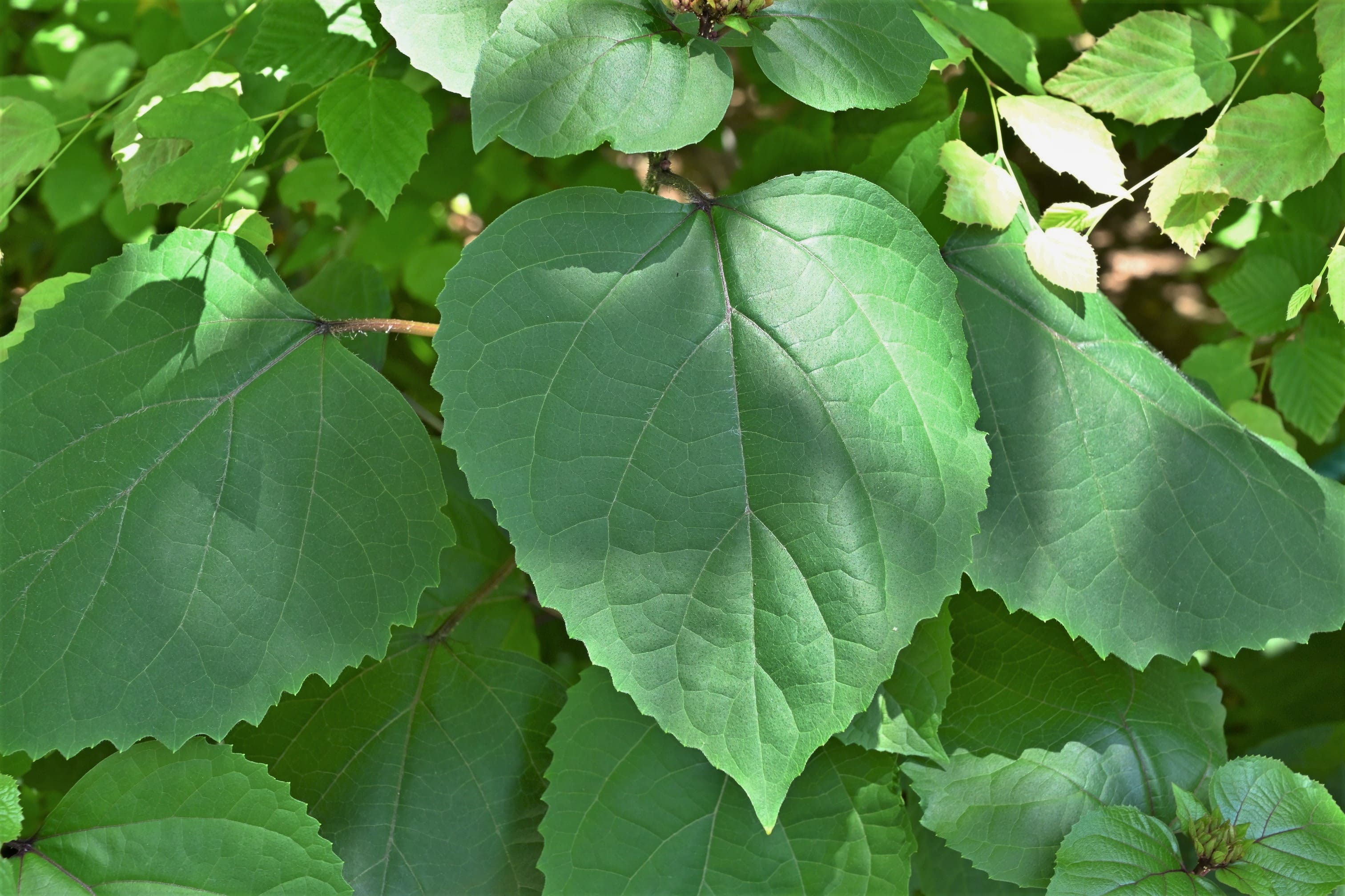 ボタンクサギ／ぼたんくさぎ／牡丹臭木 - 庭木図鑑 植木ペディア