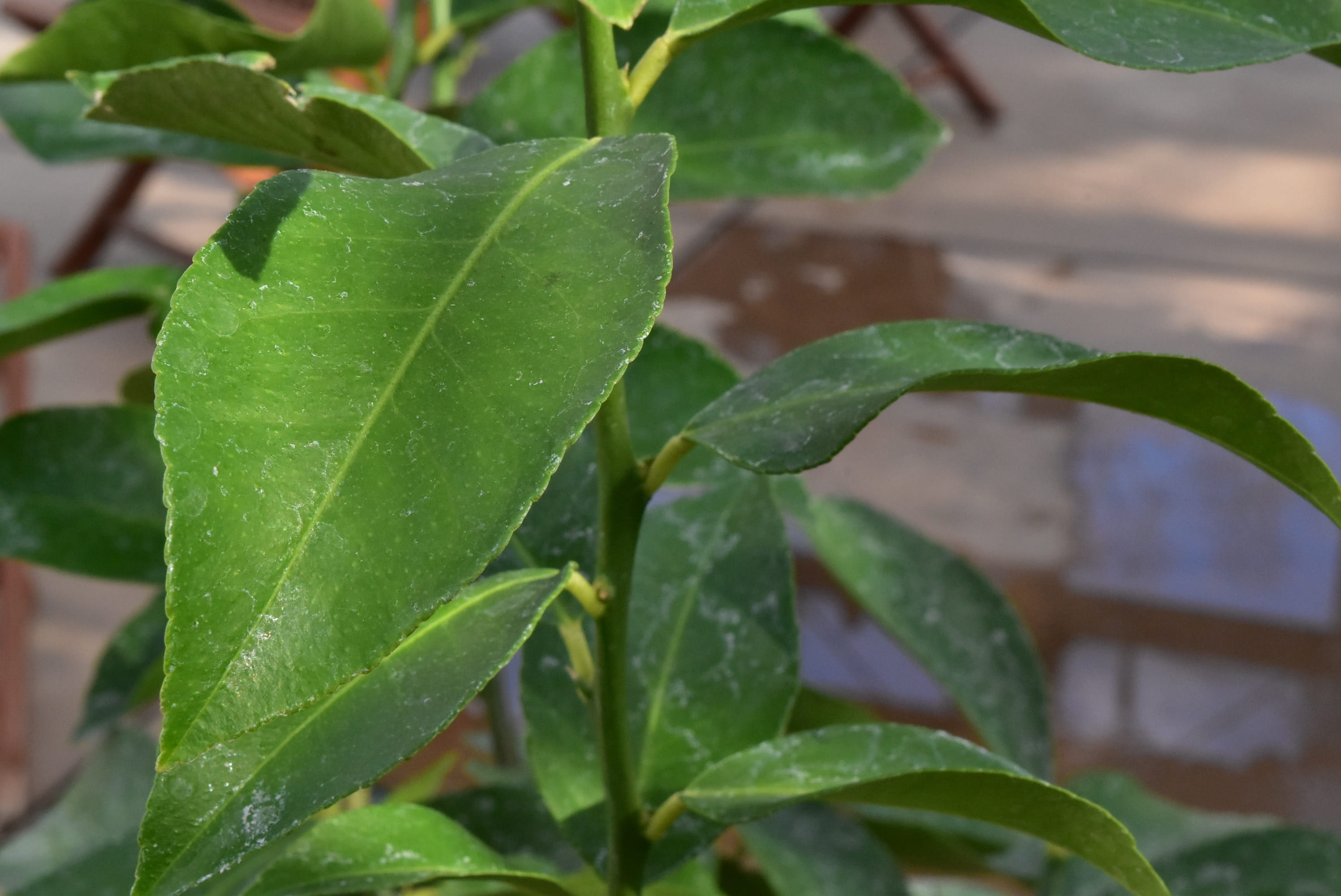 レモン 庭木図鑑 植木ペディア