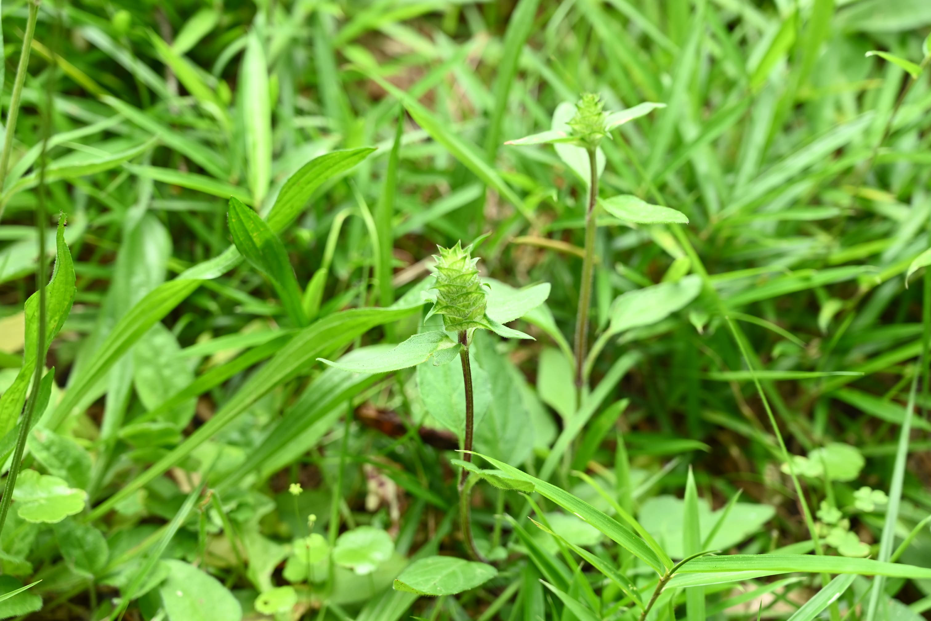 ウツボグサ うつぼぐさ 庭木図鑑 植木ペディア ウツボグサ うつぼぐさ 庭木図鑑 植木ペディア