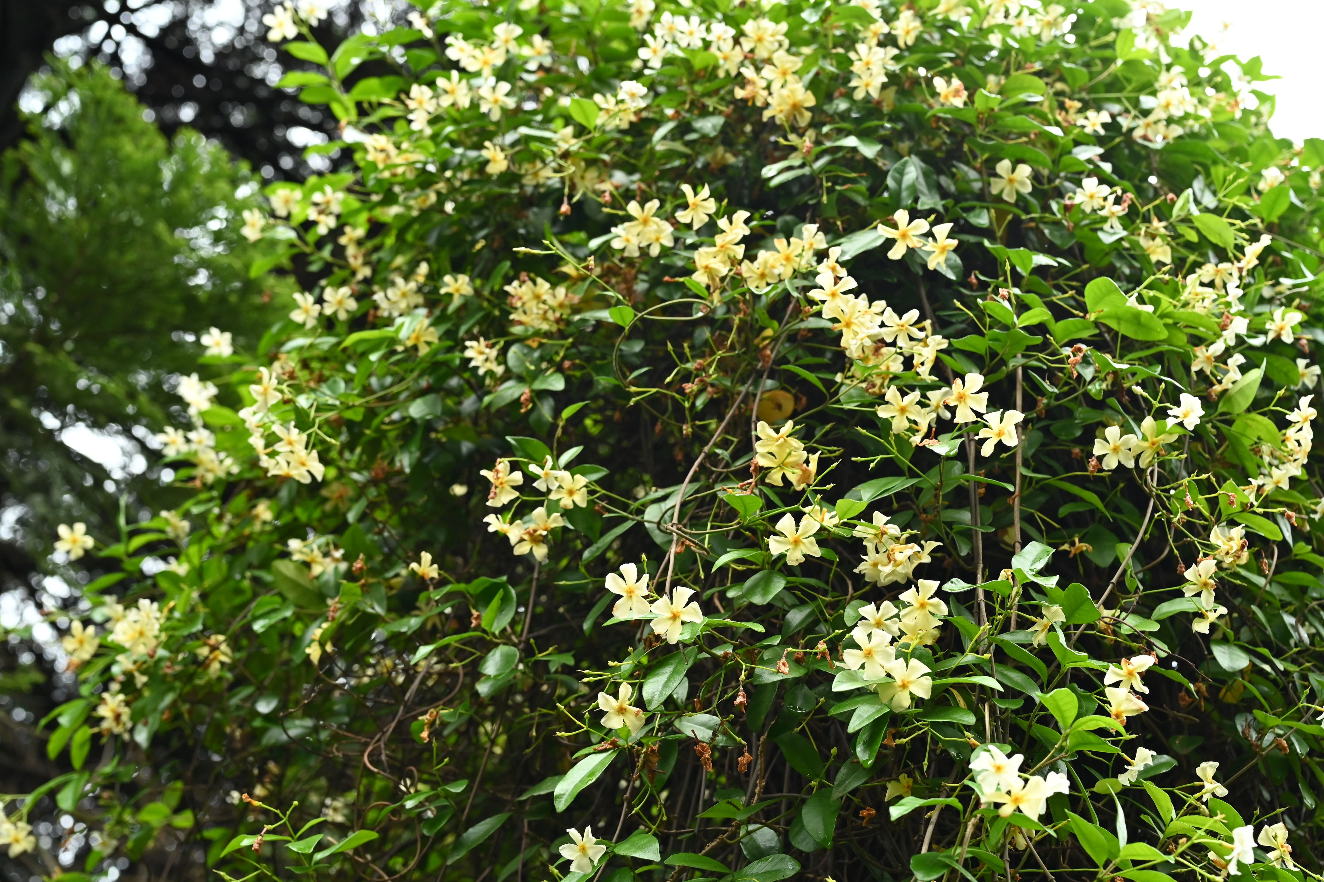 テイカカズラ - 庭木図鑑 植木ペディア