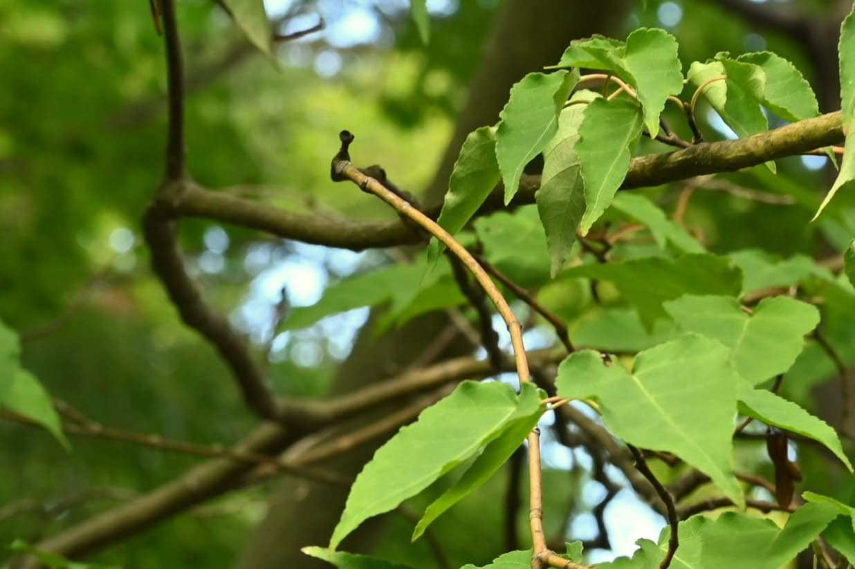 85 山採り　ウリカエデ 85 山採り ウリカエデ 85 山採り ウリカエデ シマウリカエデ (Acer