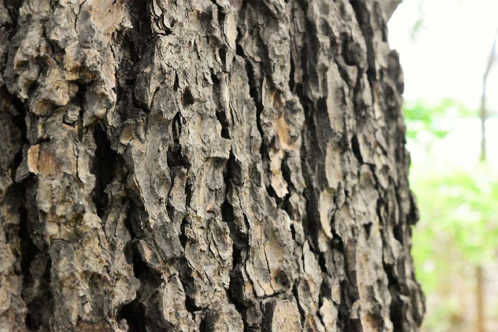 レバノンシーダー - 庭木図鑑 植木ペディア