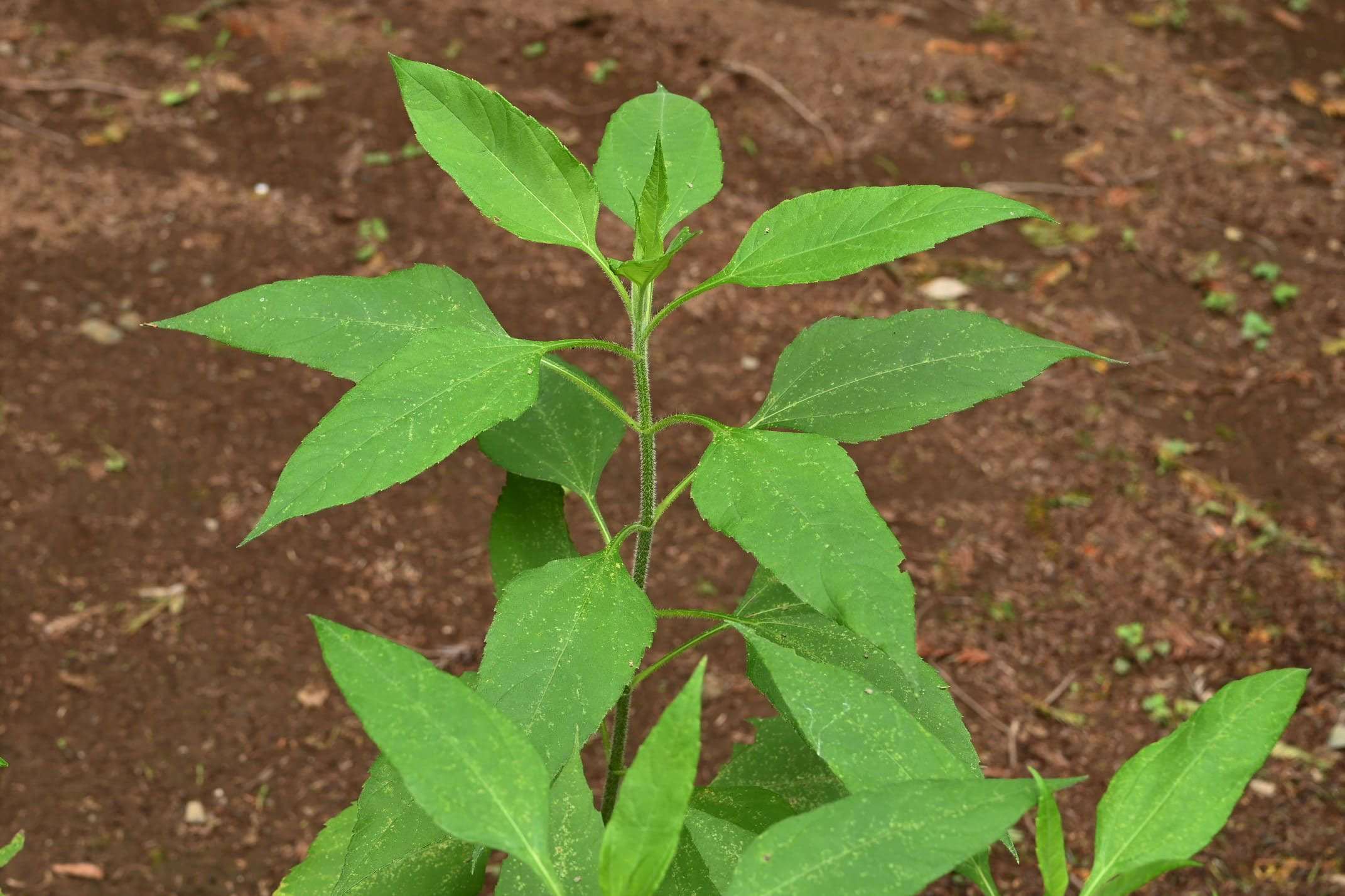 キクイモ きくいも 菊芋 庭木図鑑 植木ペディア